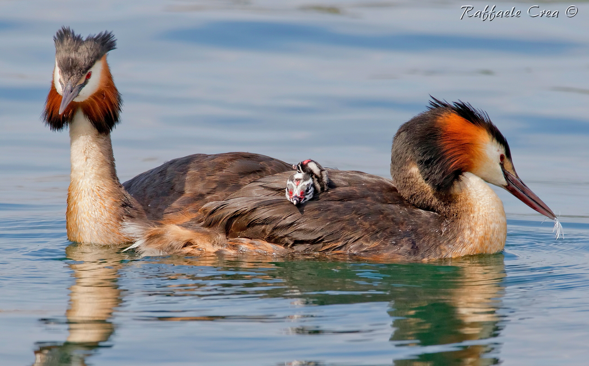 Svasso Maggiore.Famiglia con Piuma