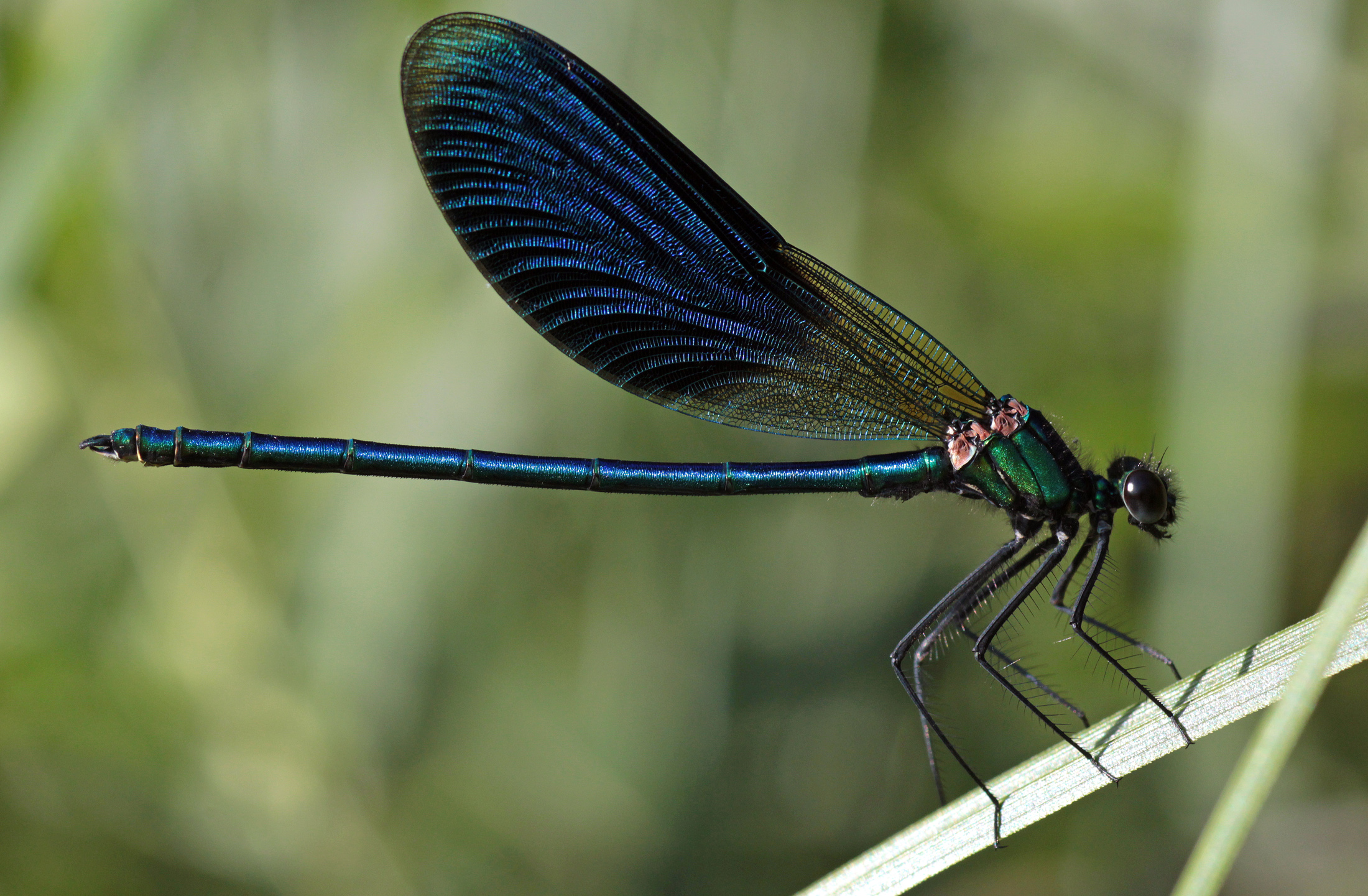 Libellula blu