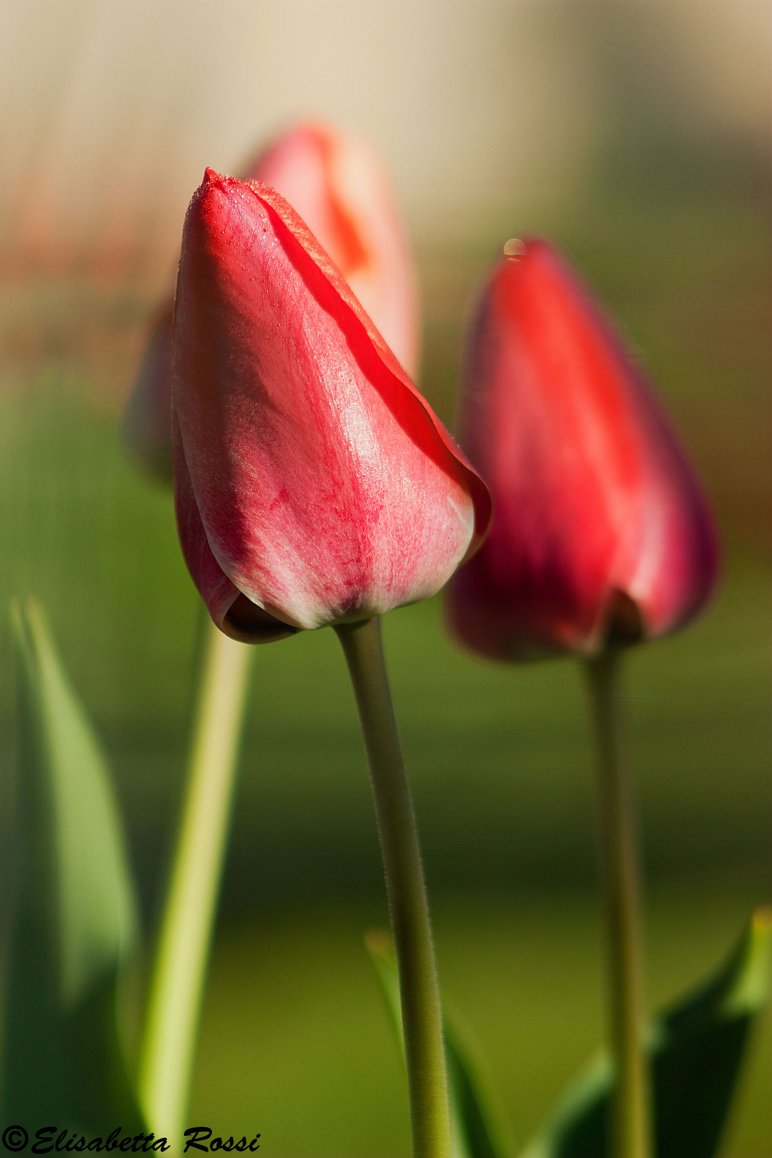 Tulips