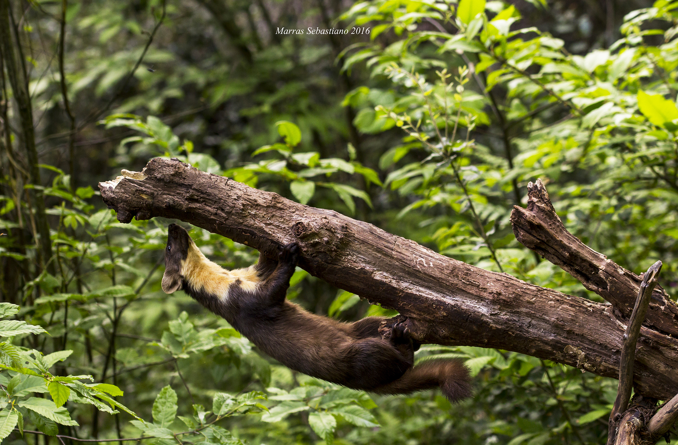 Martes Martens (martora)