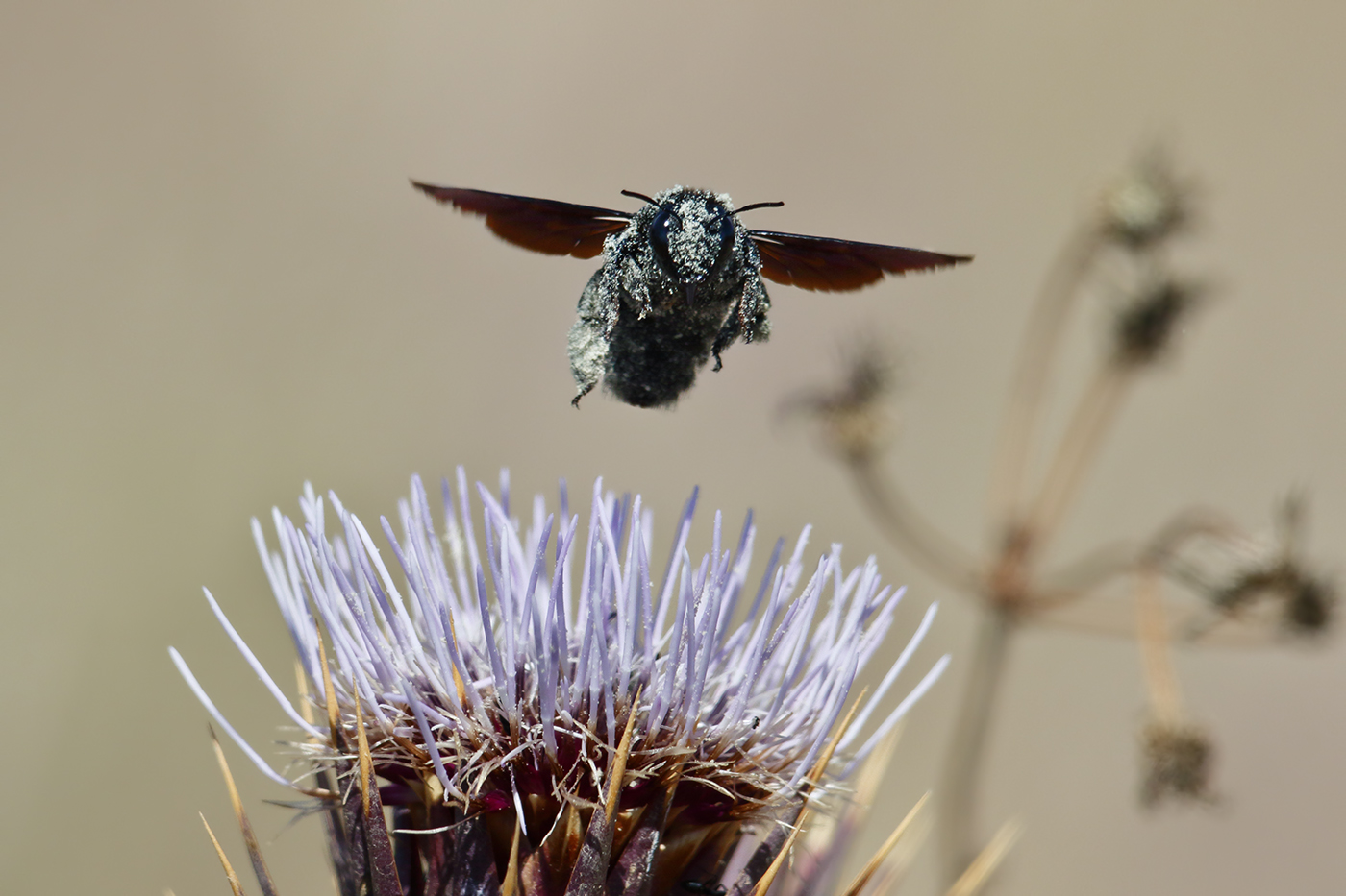 Xylocopa violacea in volo