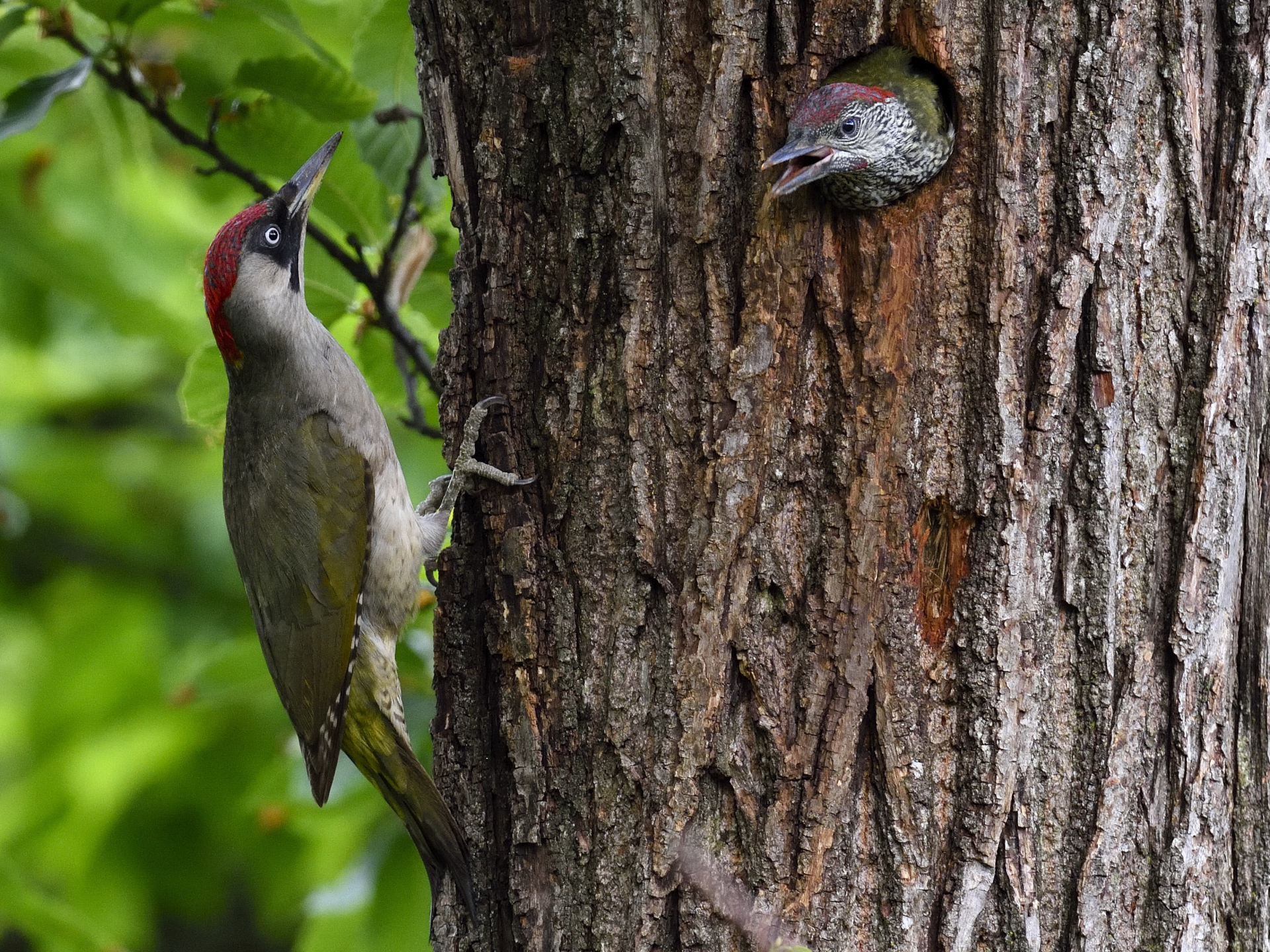 green woodpecker