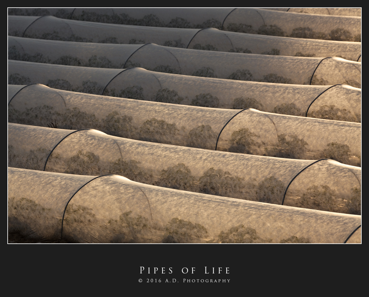 Pipes of Life