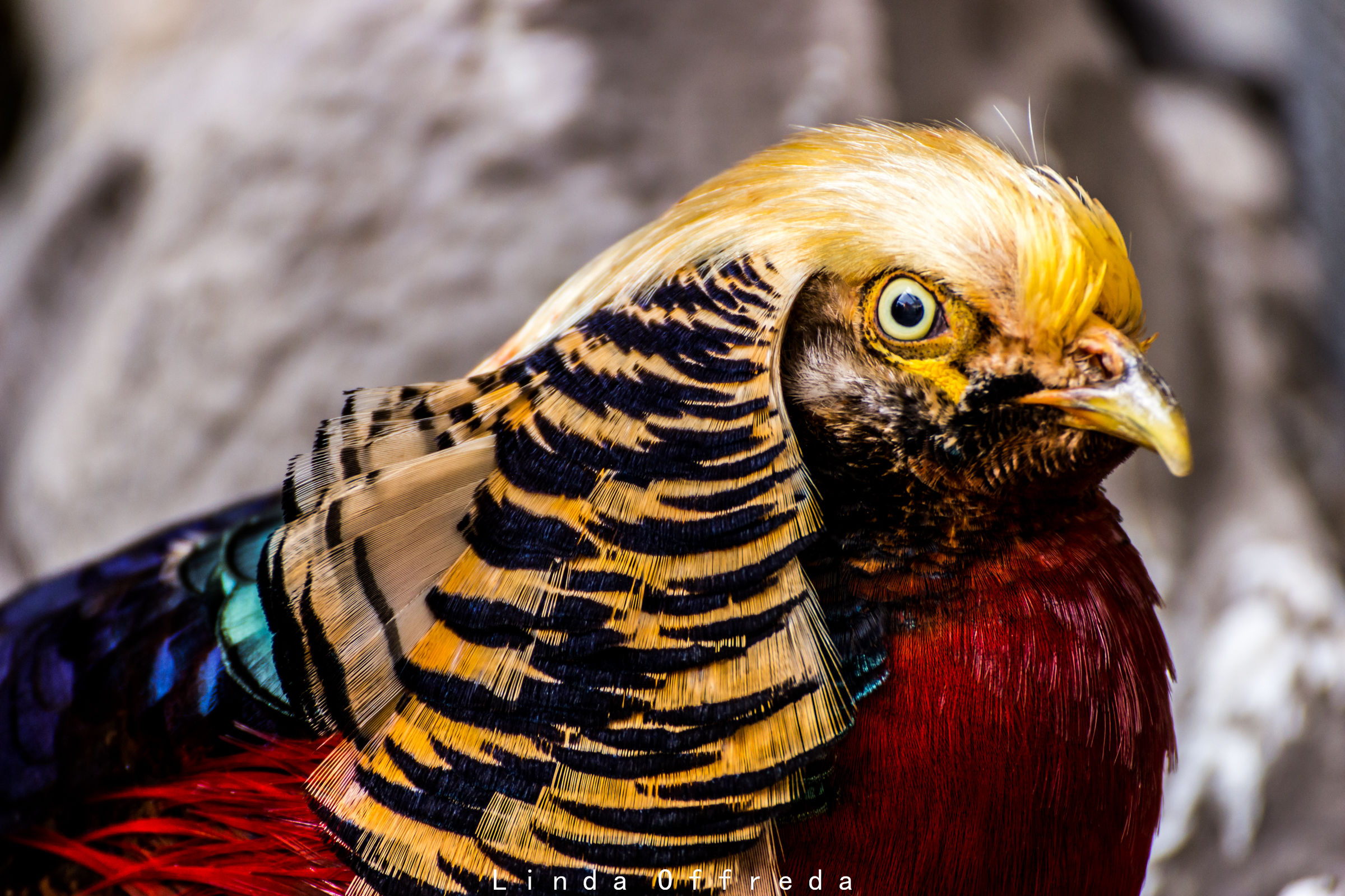 Golden pheasant
