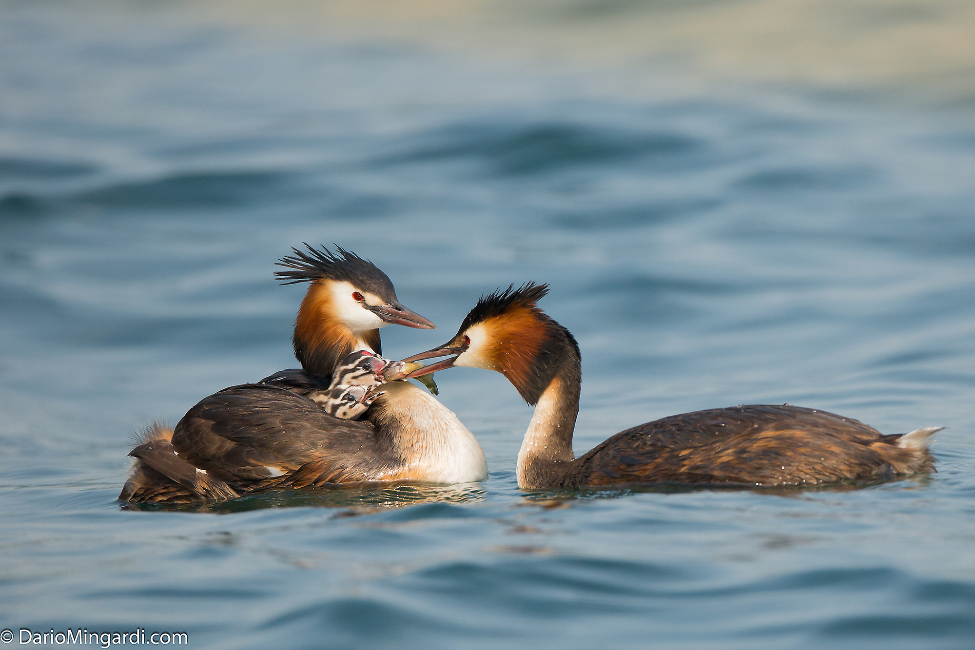 Colazione in torbiera 2
