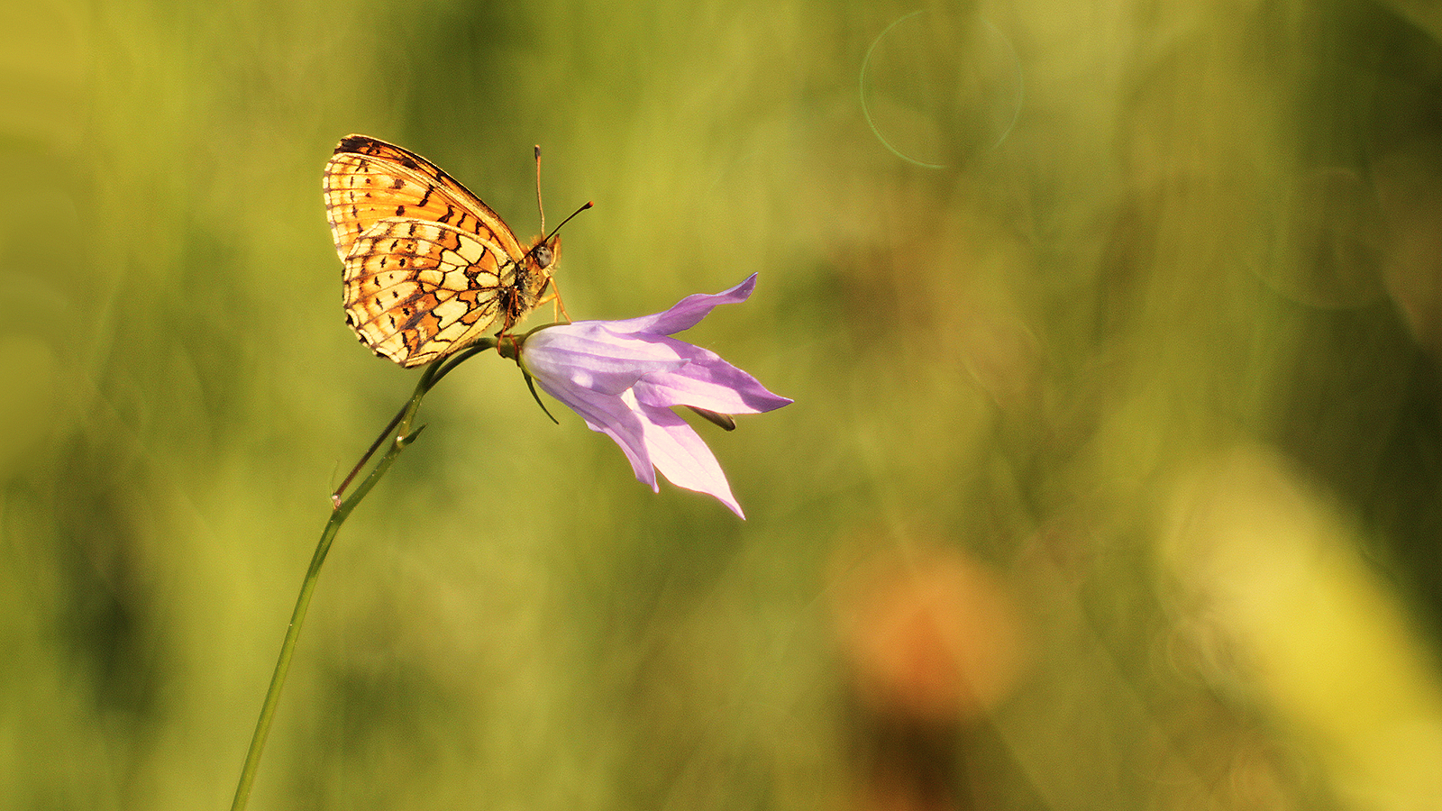 Under the green bubble