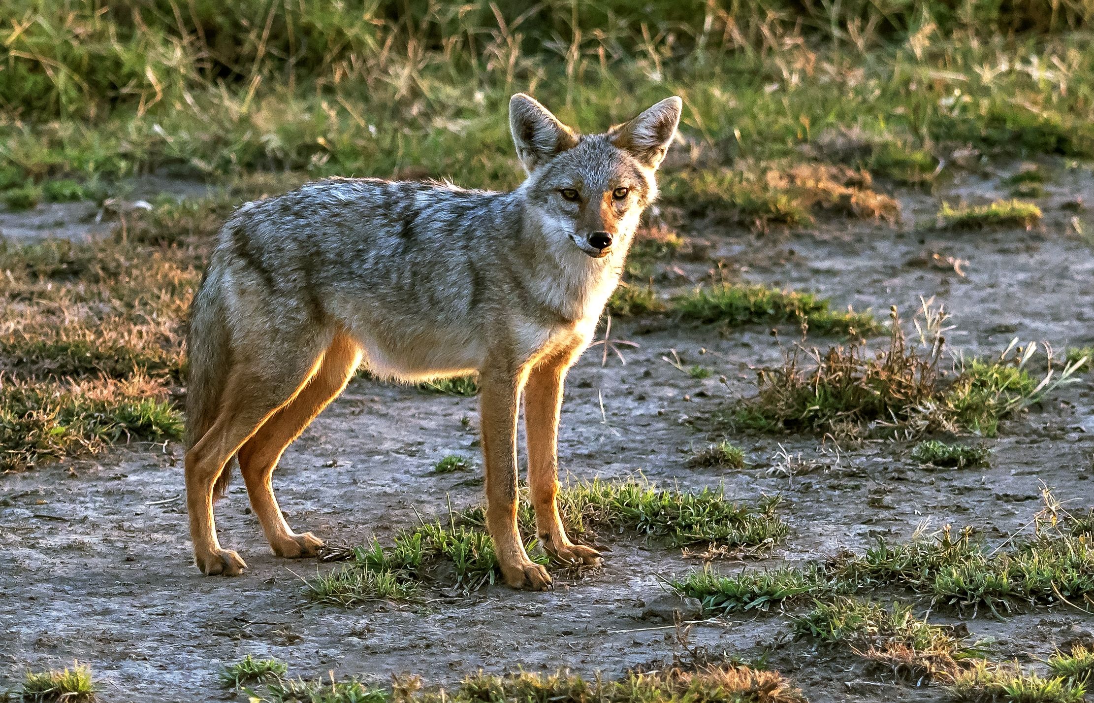 Tanzania 2016 - Sciacallo dorato