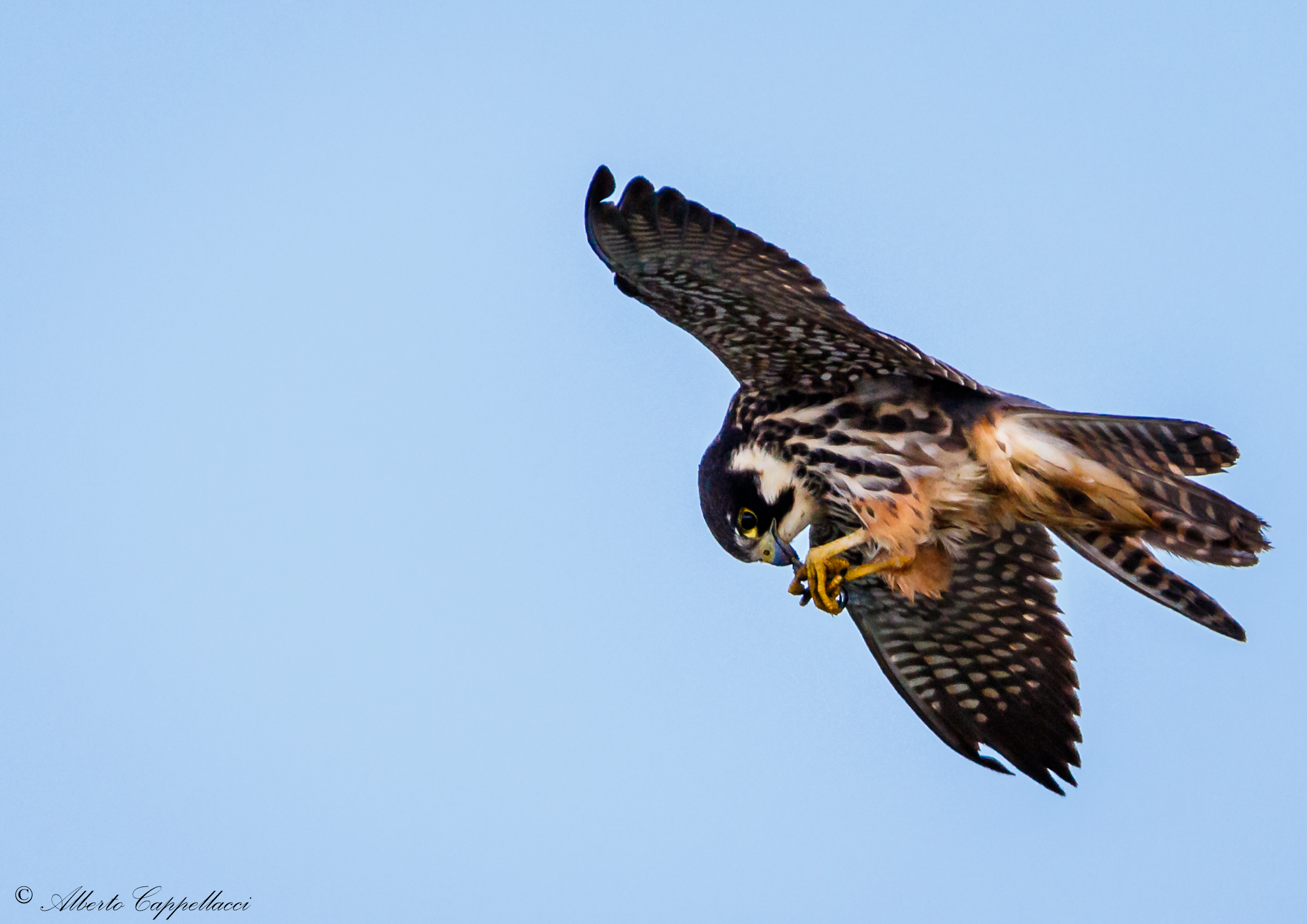 Eurasian Hobby Falco