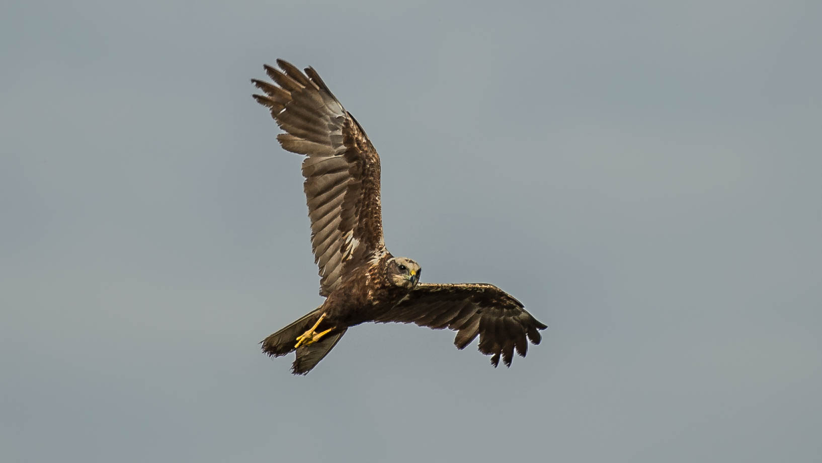 marsh harrier