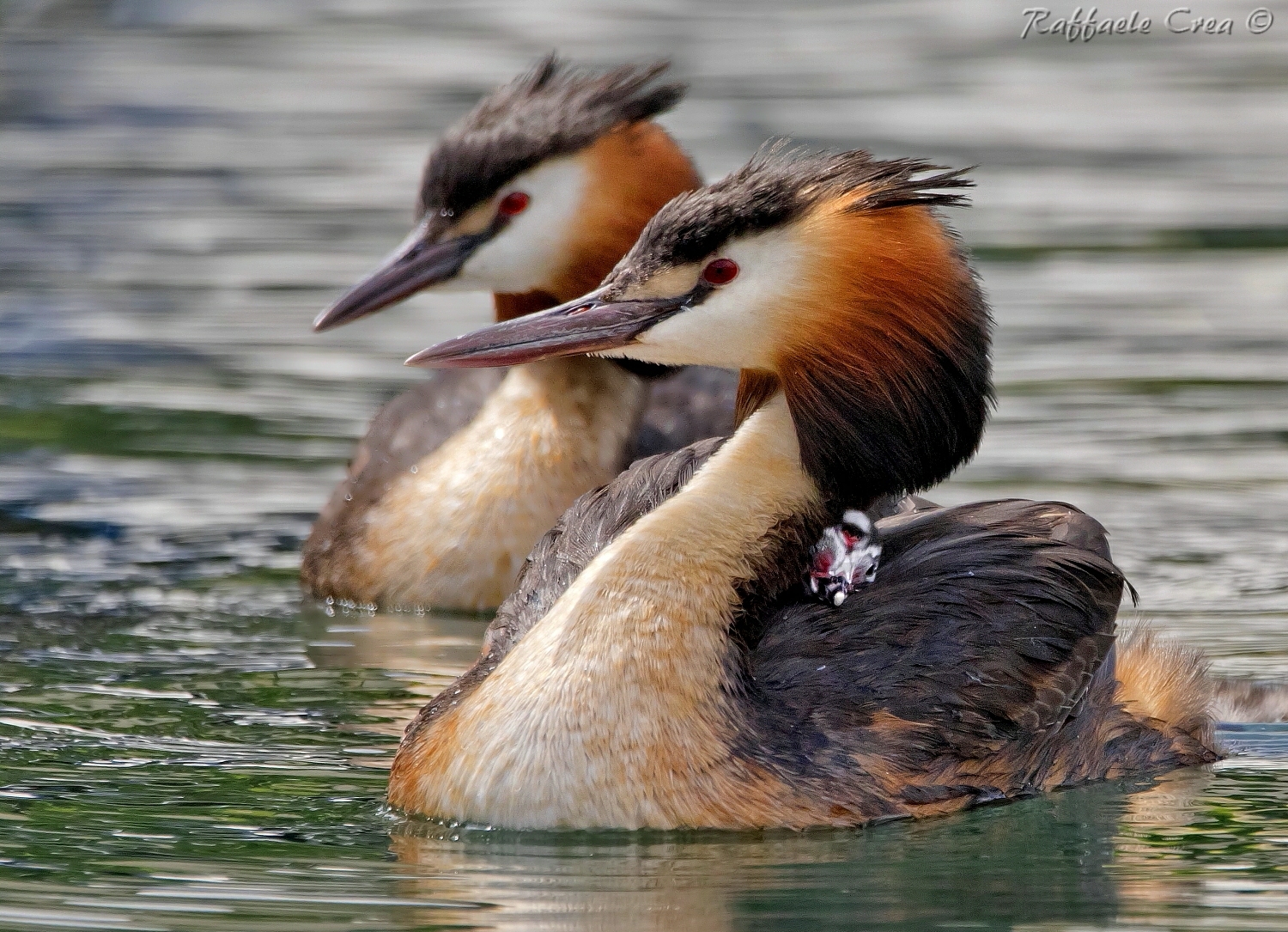 Svasso Maggiore:Famiglia