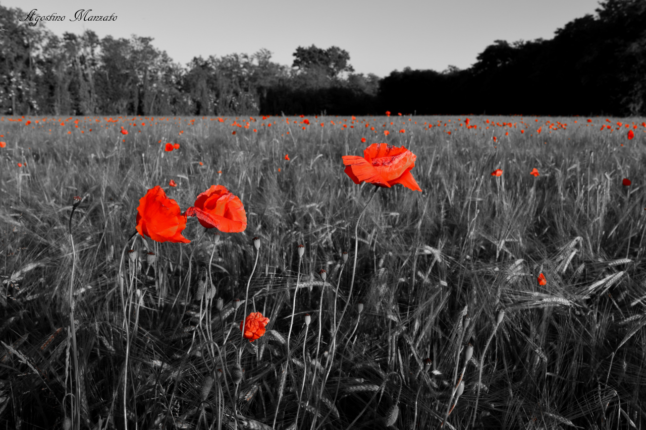 red poppies 2