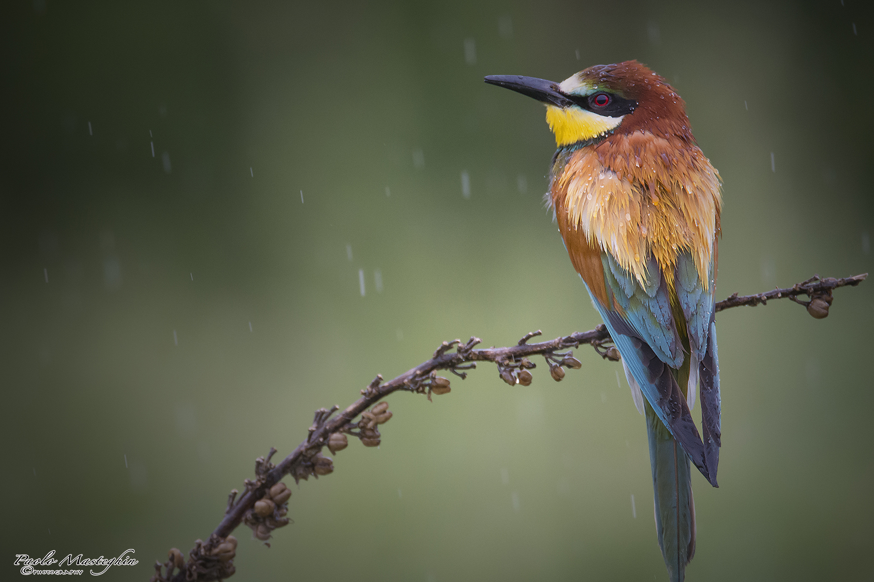 Il Gruccione e la pioggia...