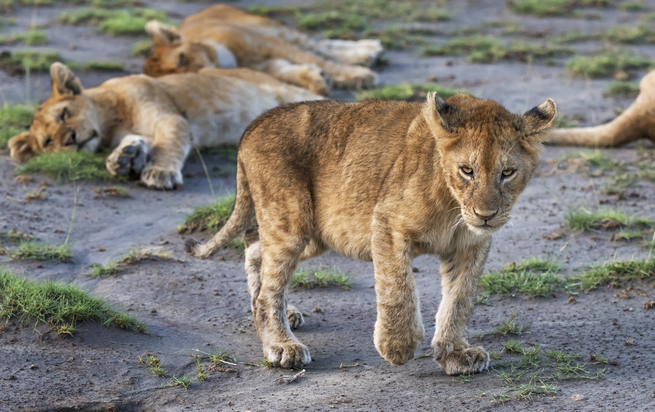 Tanzania 2016 - Cuccioli