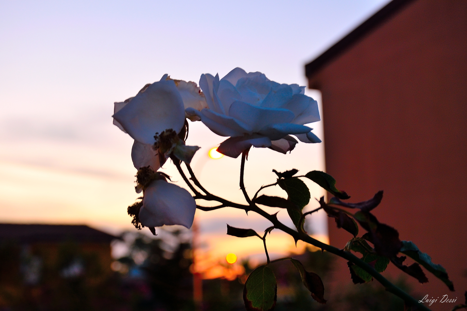 Rose at sunset