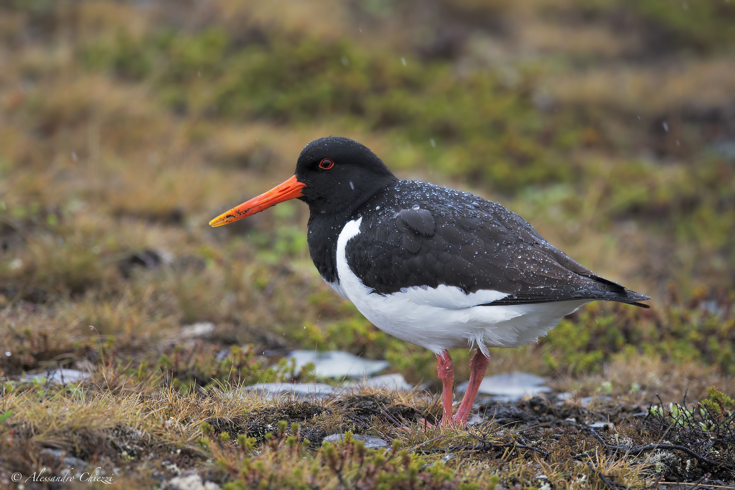 The Woodcock after thunderstorm