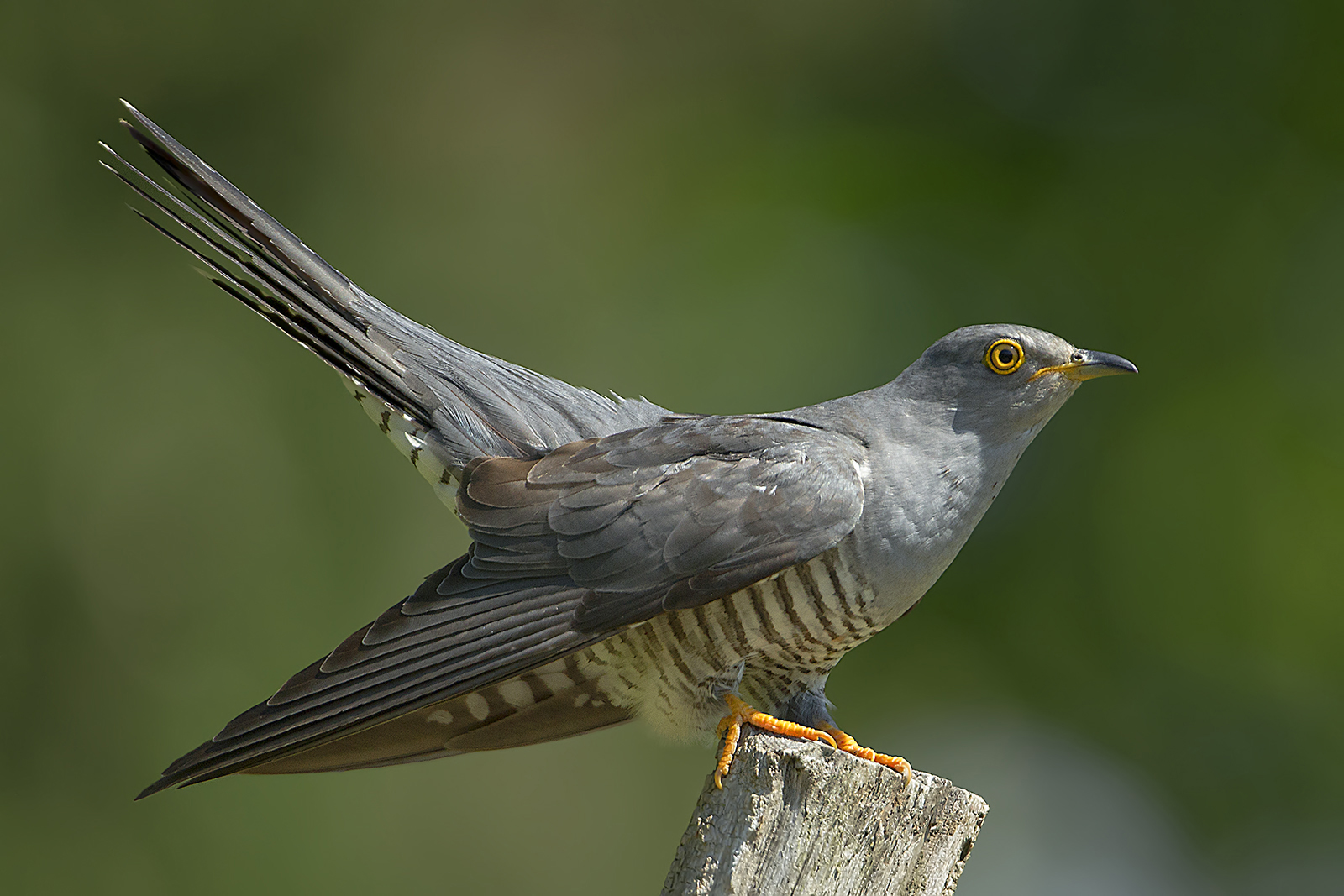 cuckoo