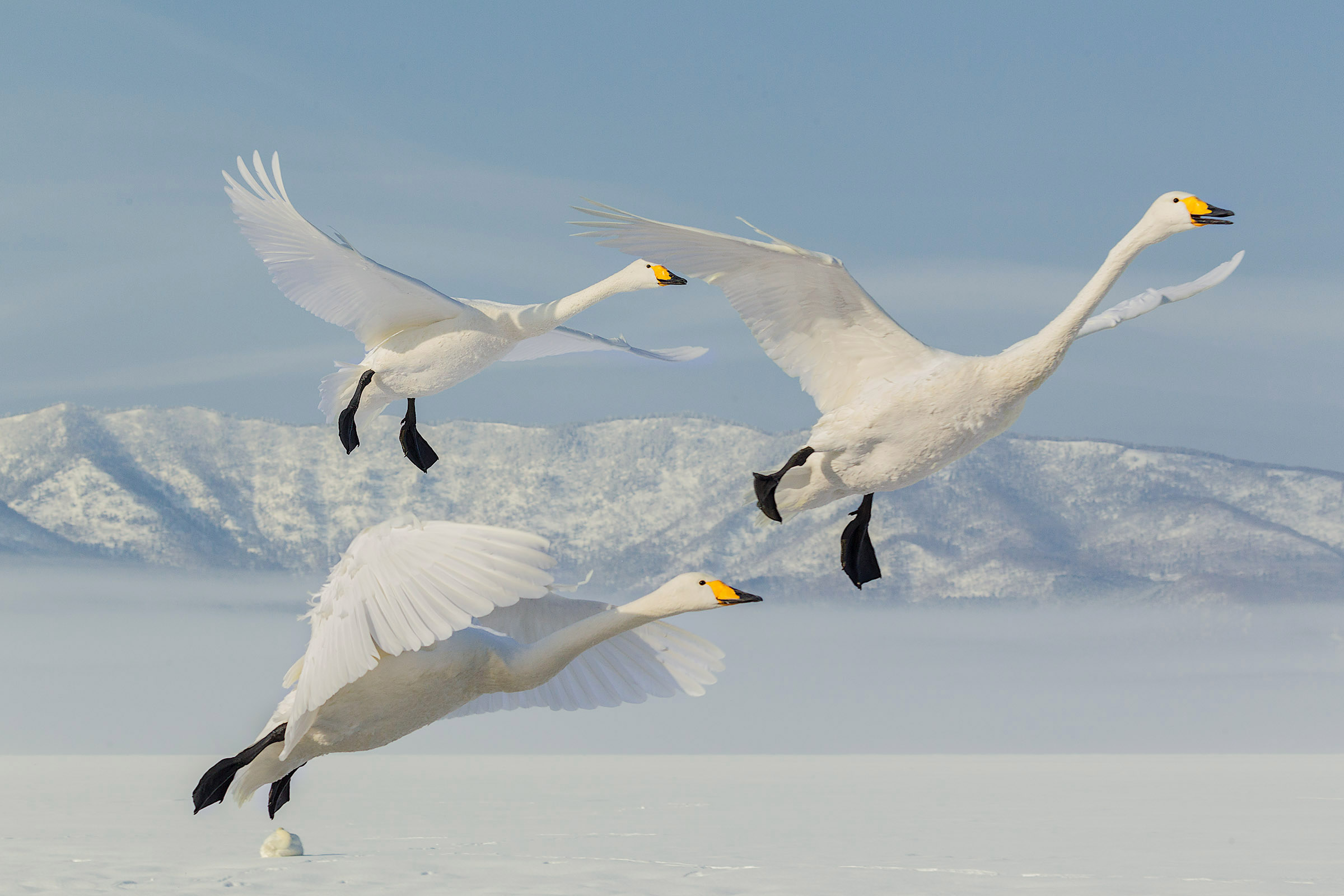 Atterraggio in paradiso