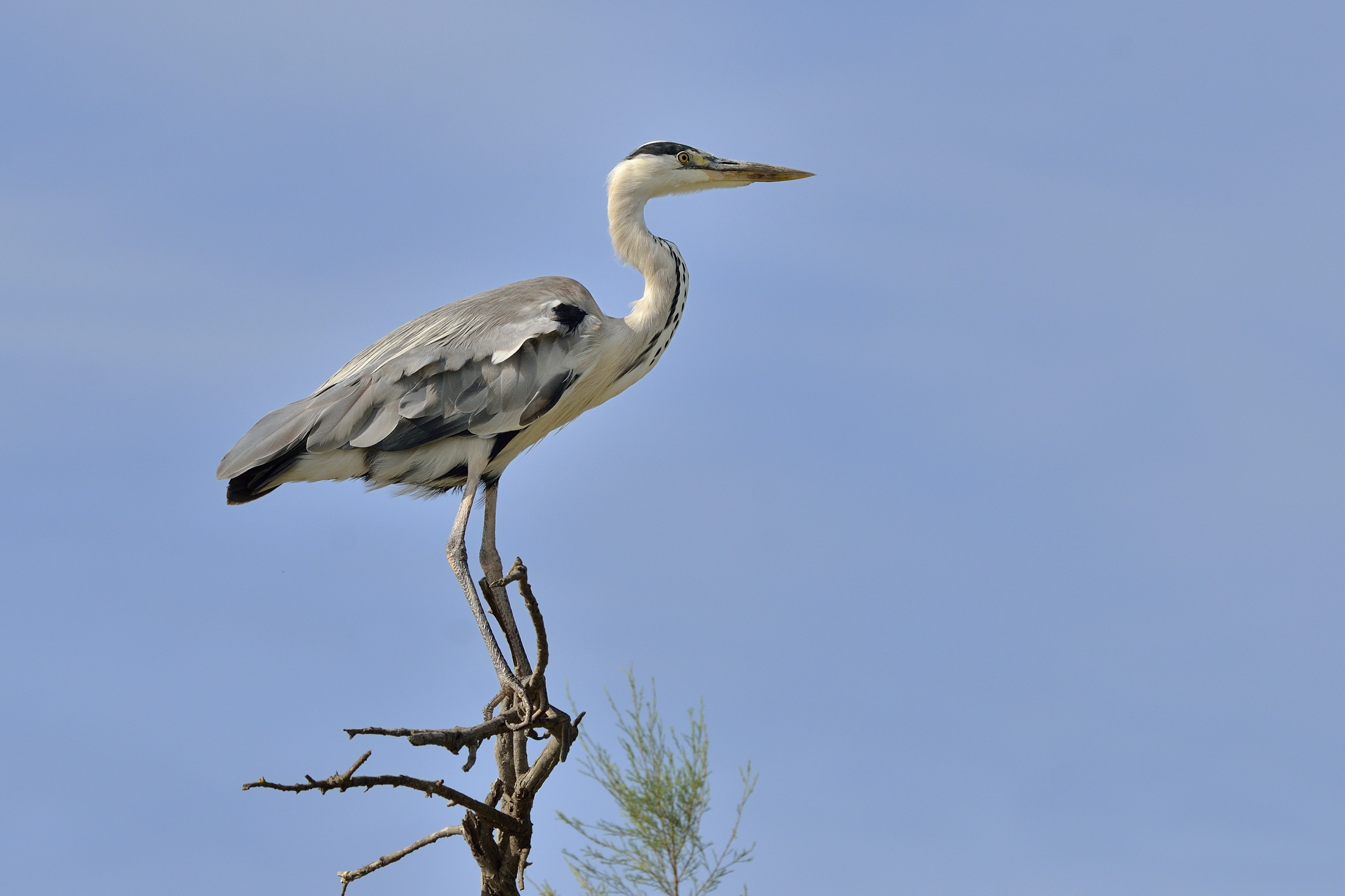 Heron