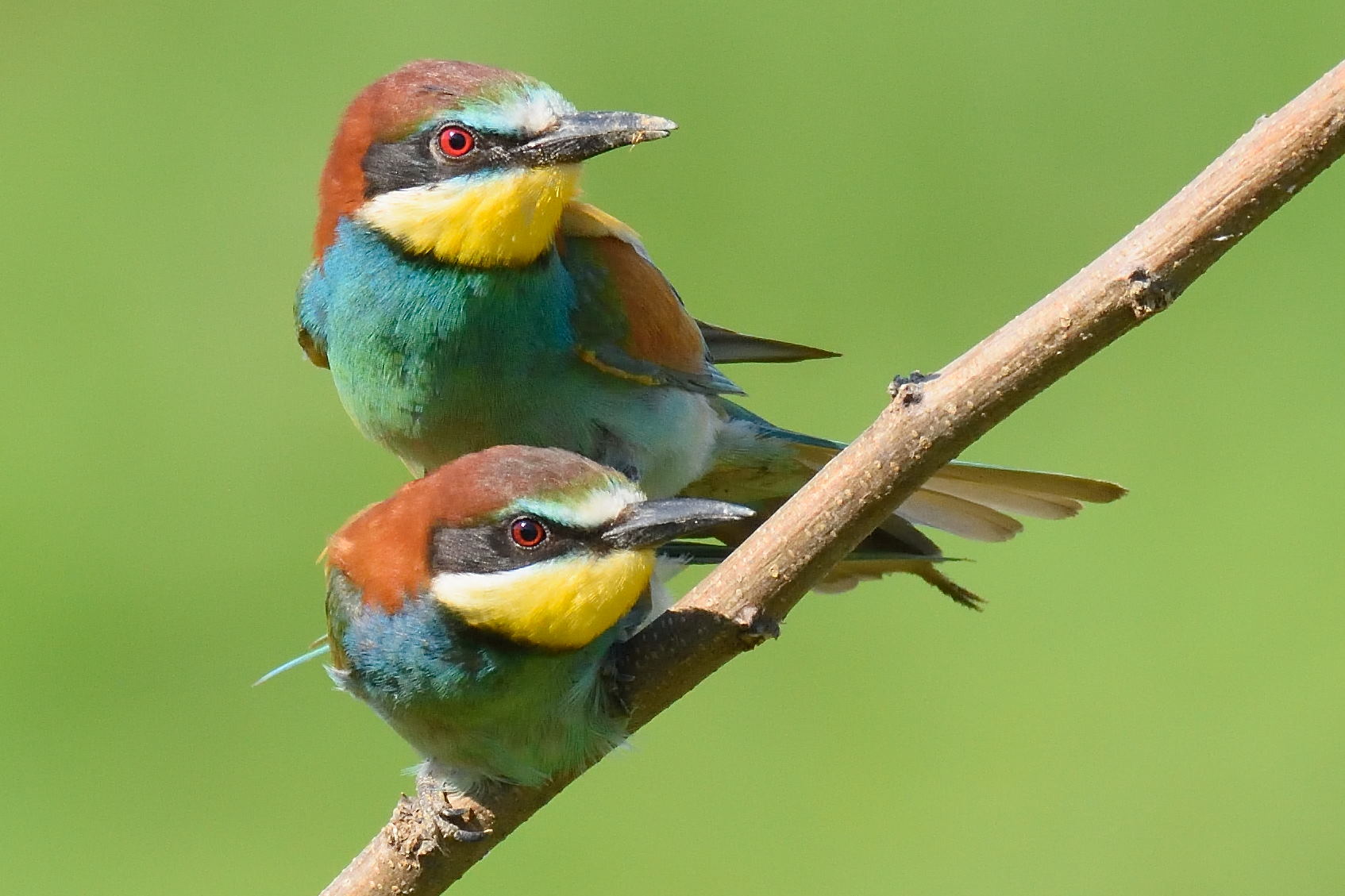 Gruccioni