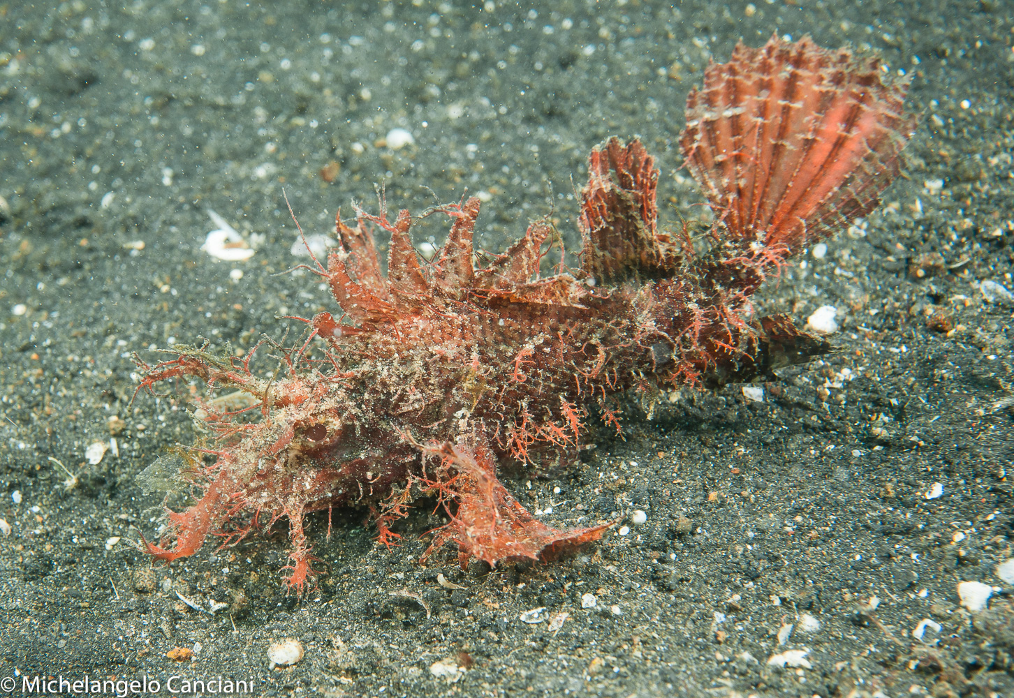 pteroidichthys amboinensis