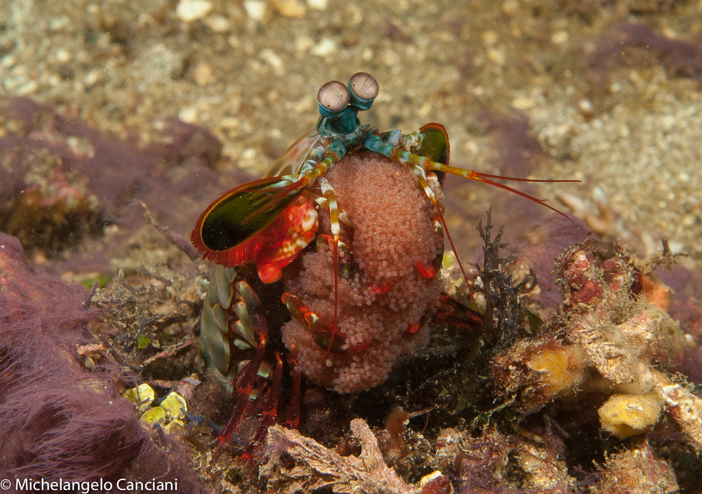 odontodactylus scyllarus