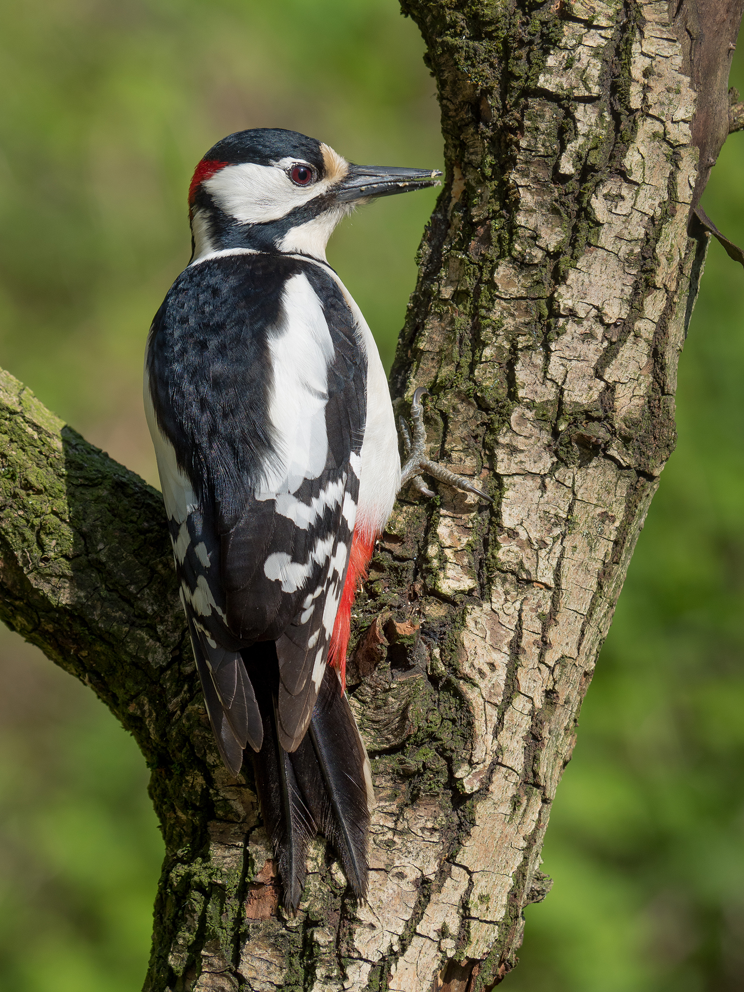 Spotted Woodpecker (Male)