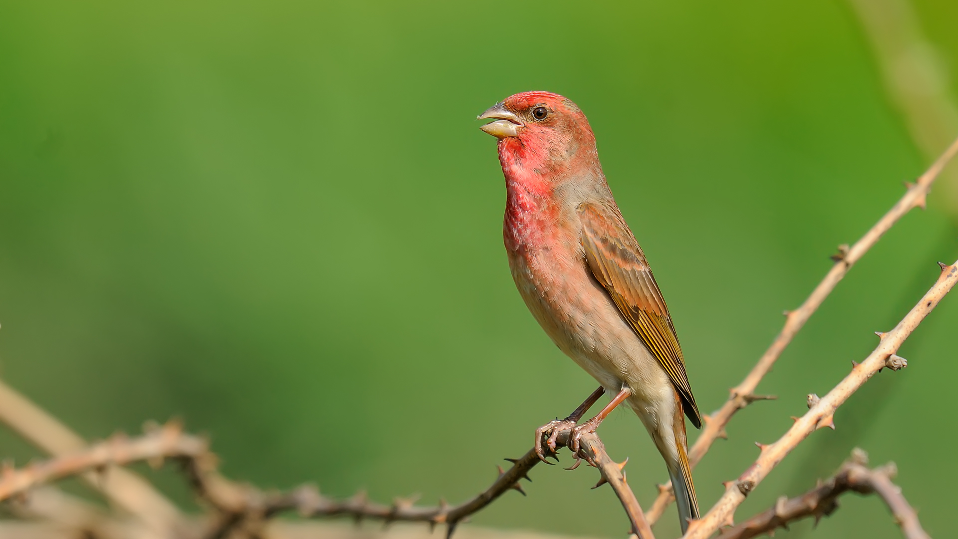 Rosefinch comune / Carpodacus erythrinus