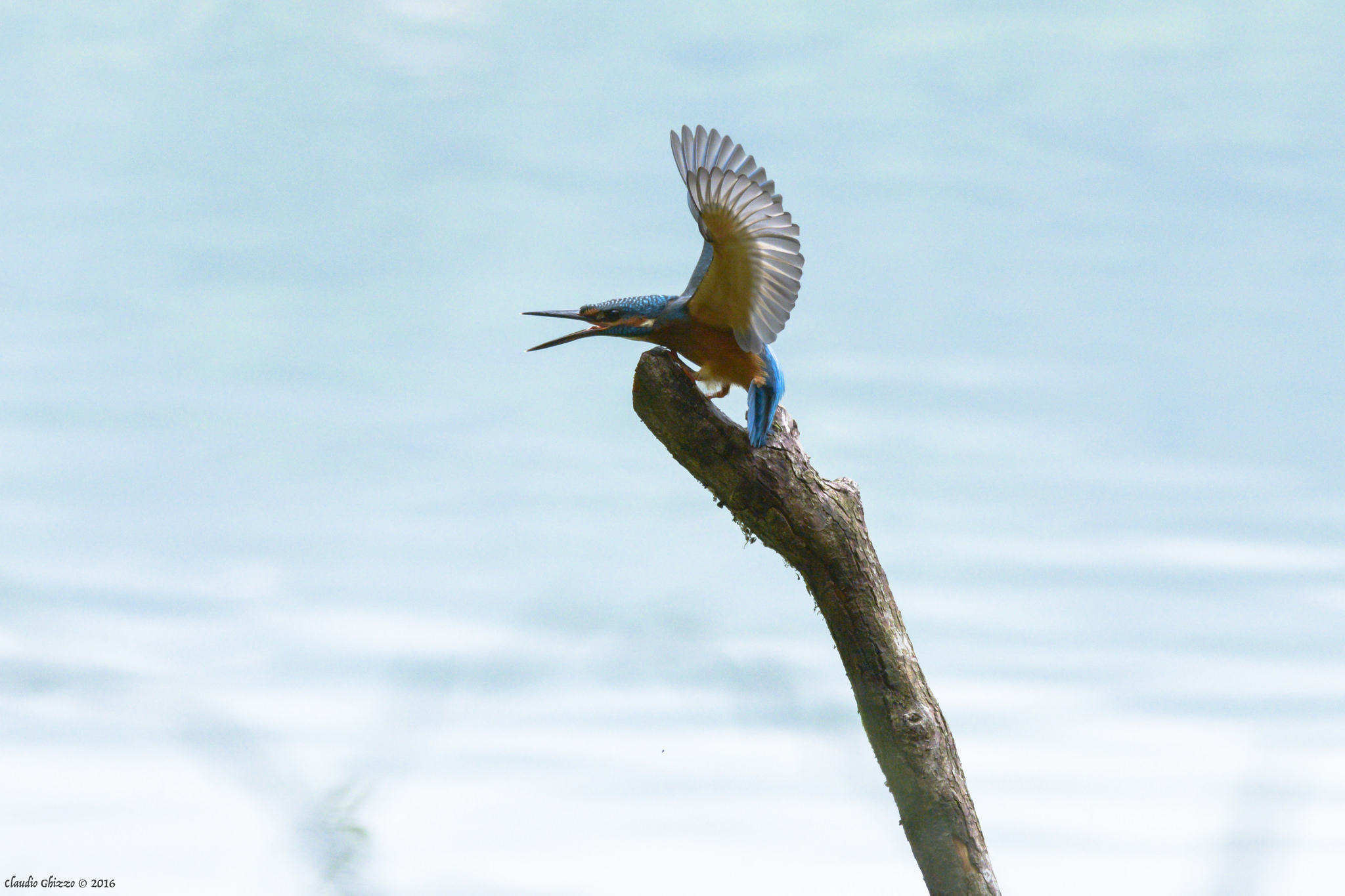 The king fisher's beauty