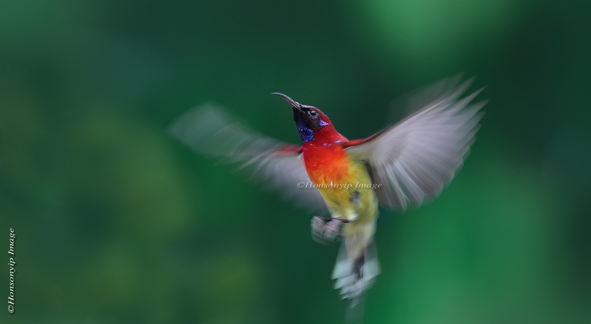 Gould's Sunbird_Motion Fly