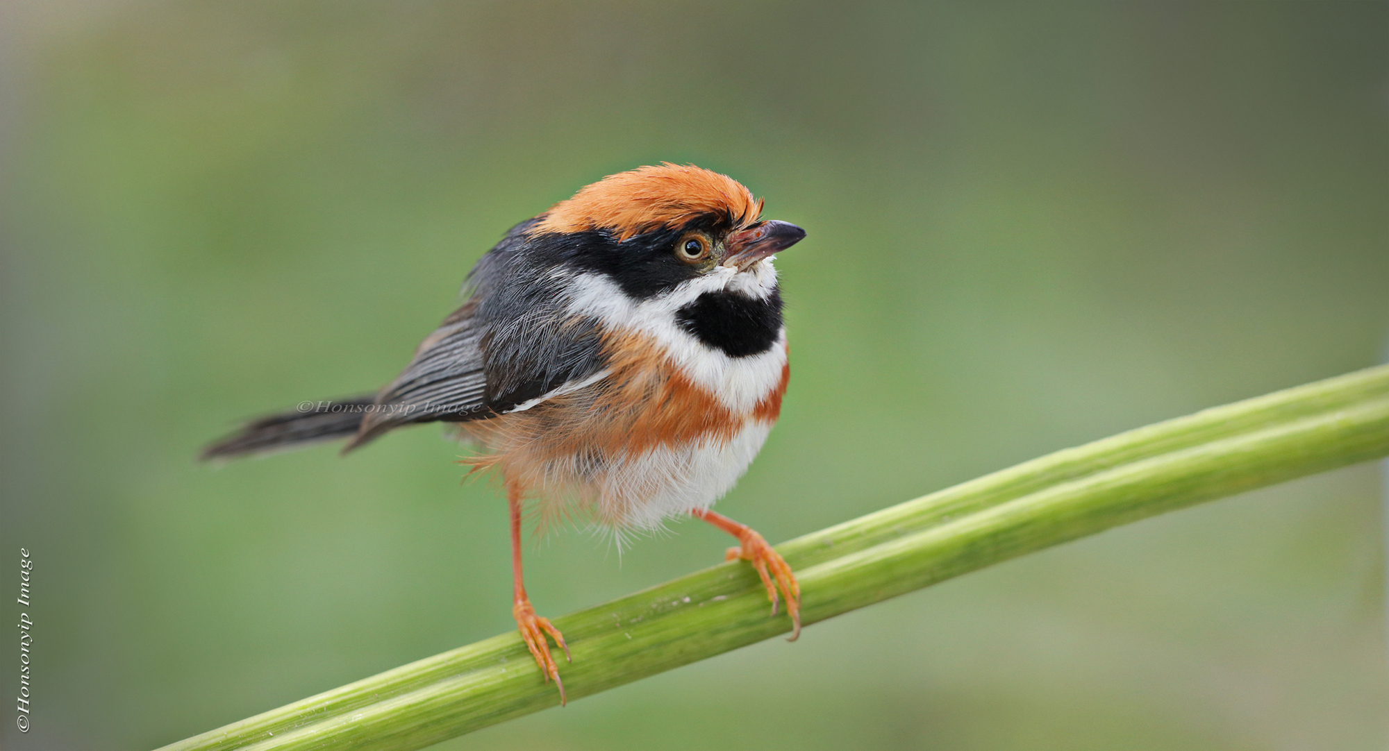 Aegithalos concinnus