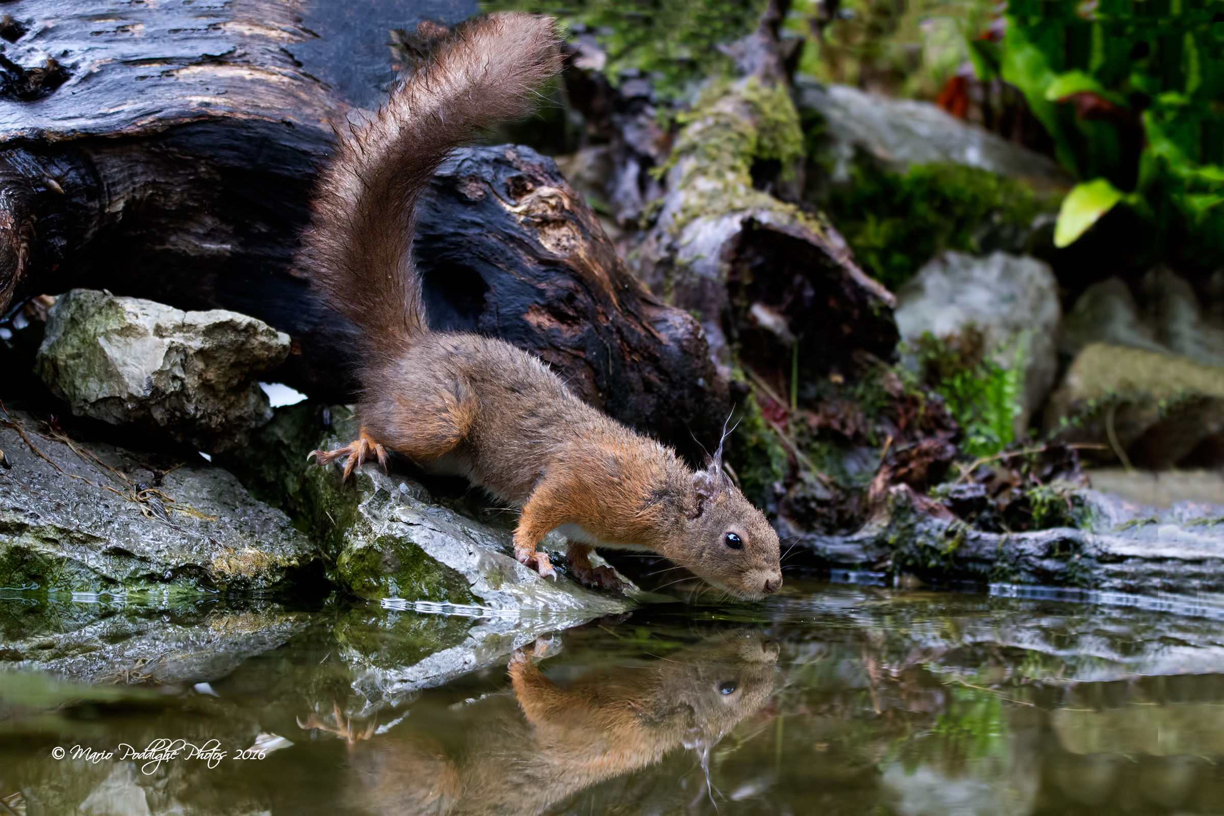 l' abbeverata sotto la pioggia