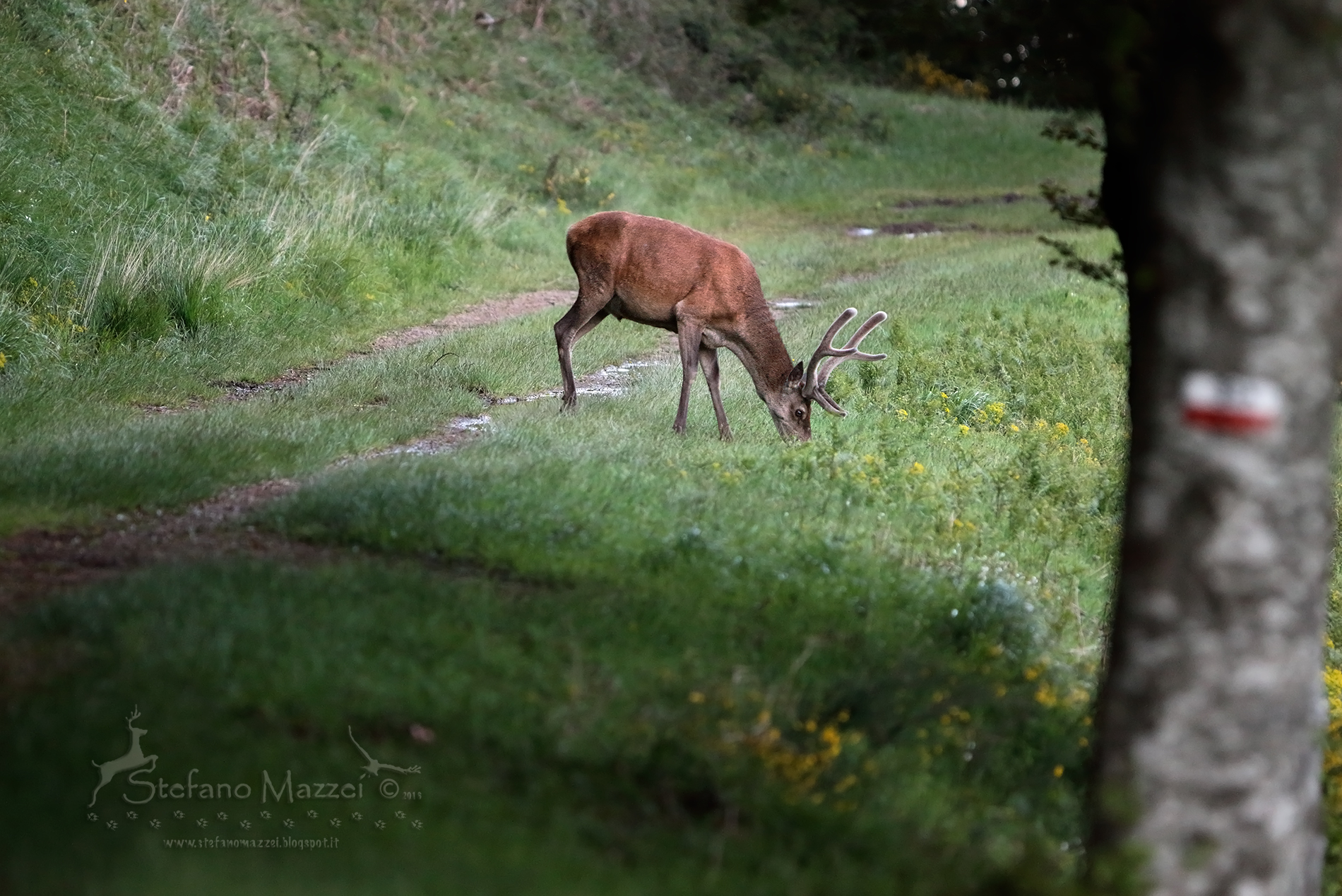 Il sentiero del cervo ...