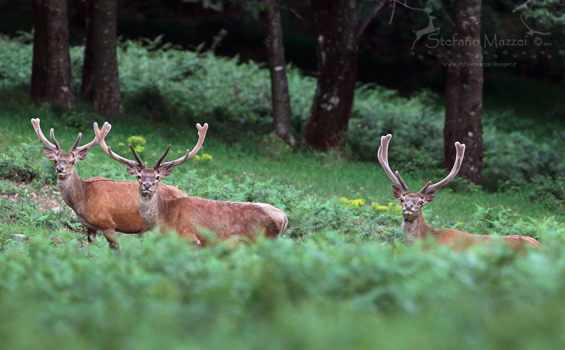 Amici per le corna ...