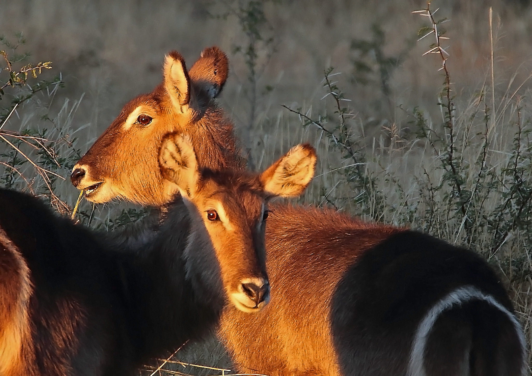 Waterbuck femmina