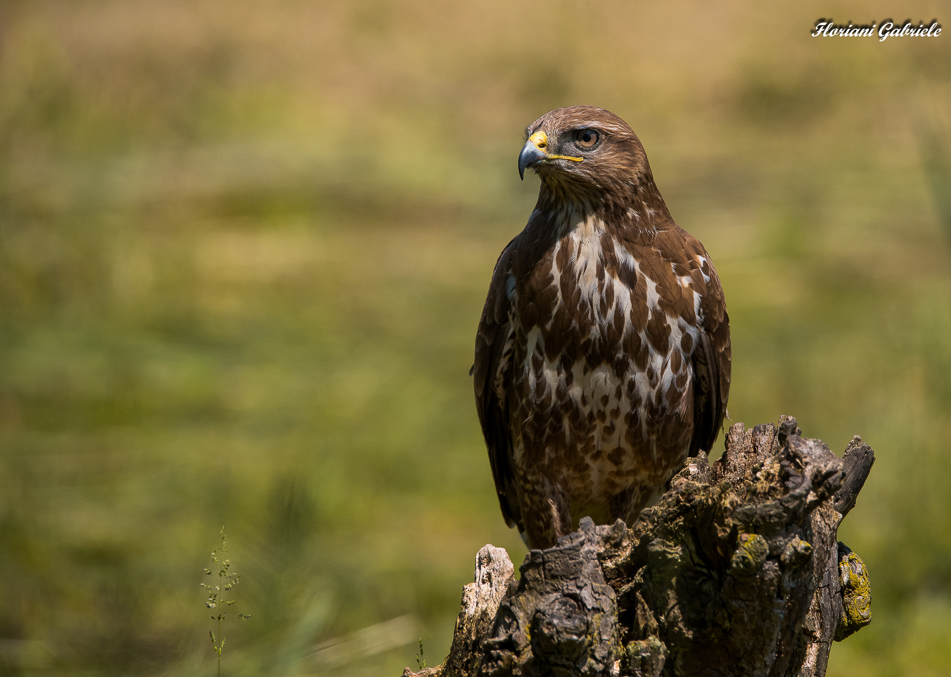buzzard