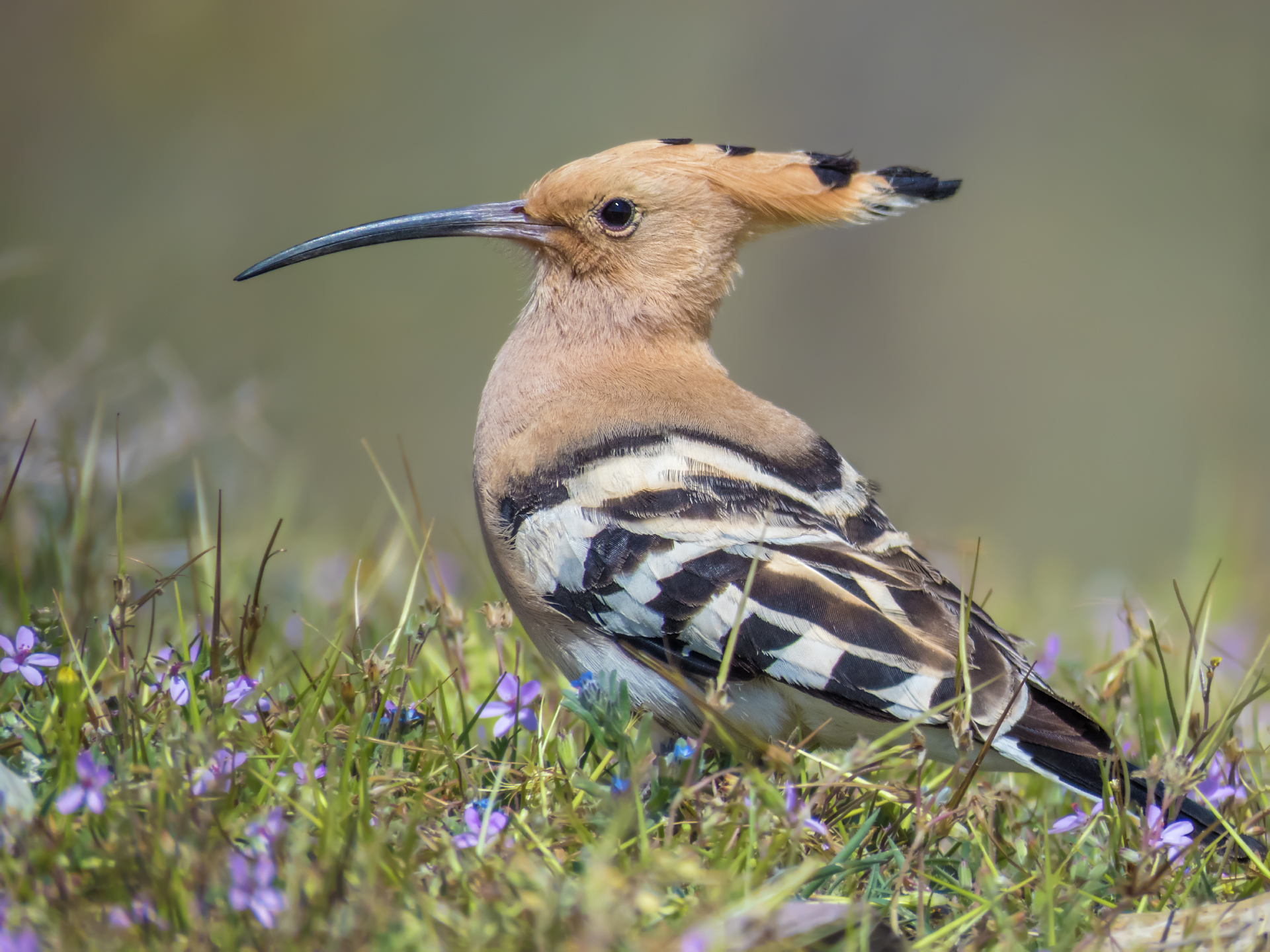 Hoopoe