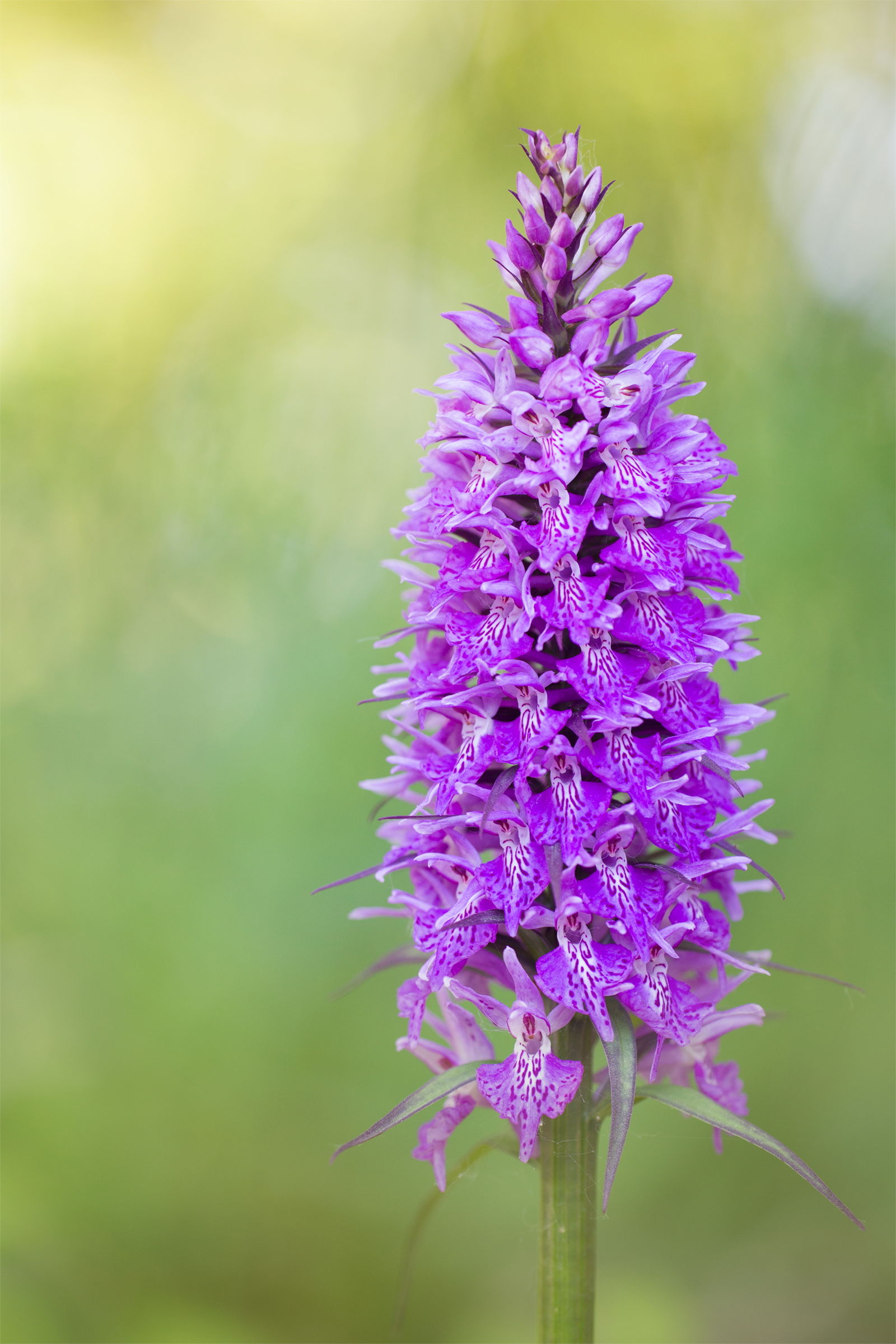 dactylorhiza maculata