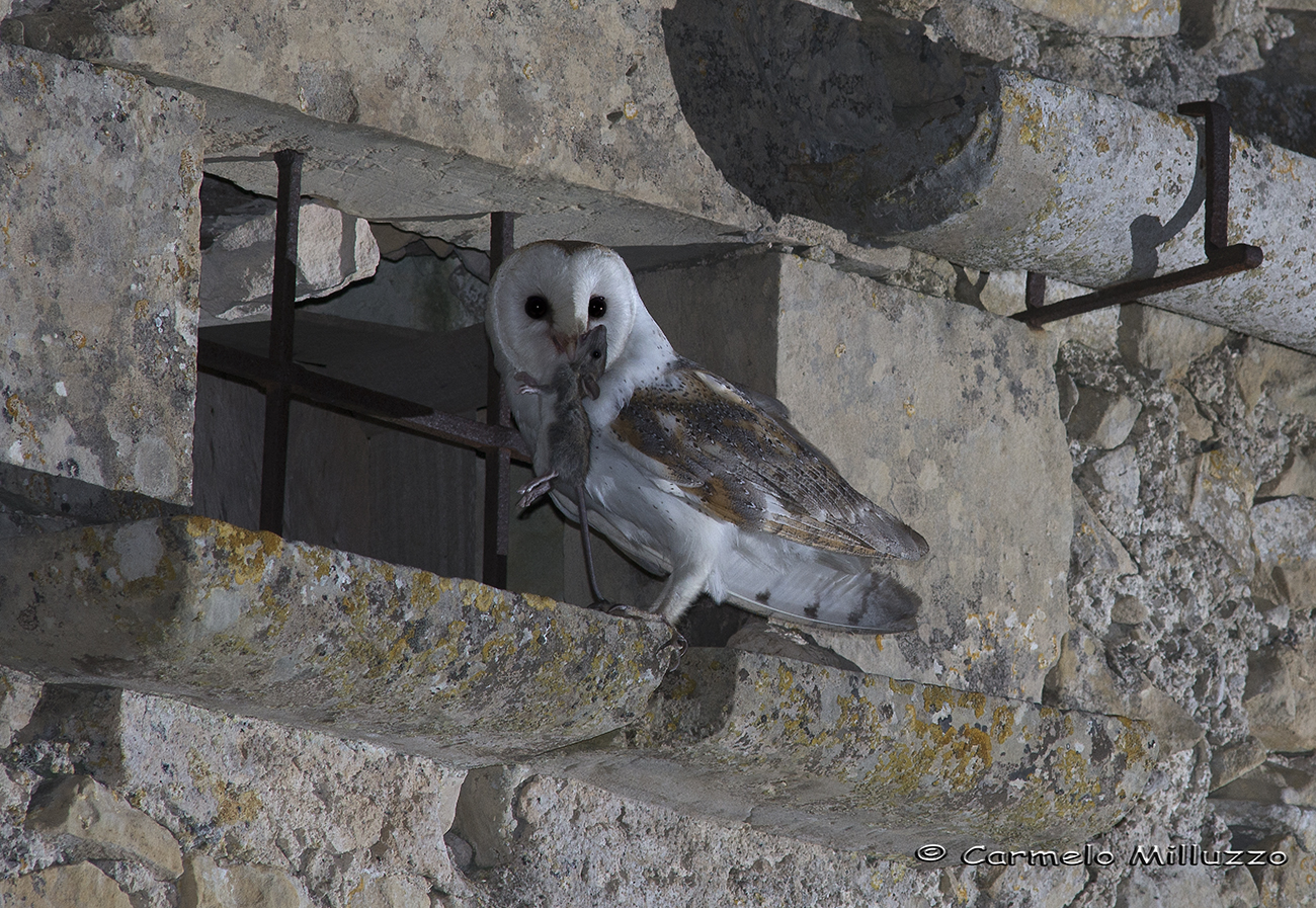 Tyto alba with prey
