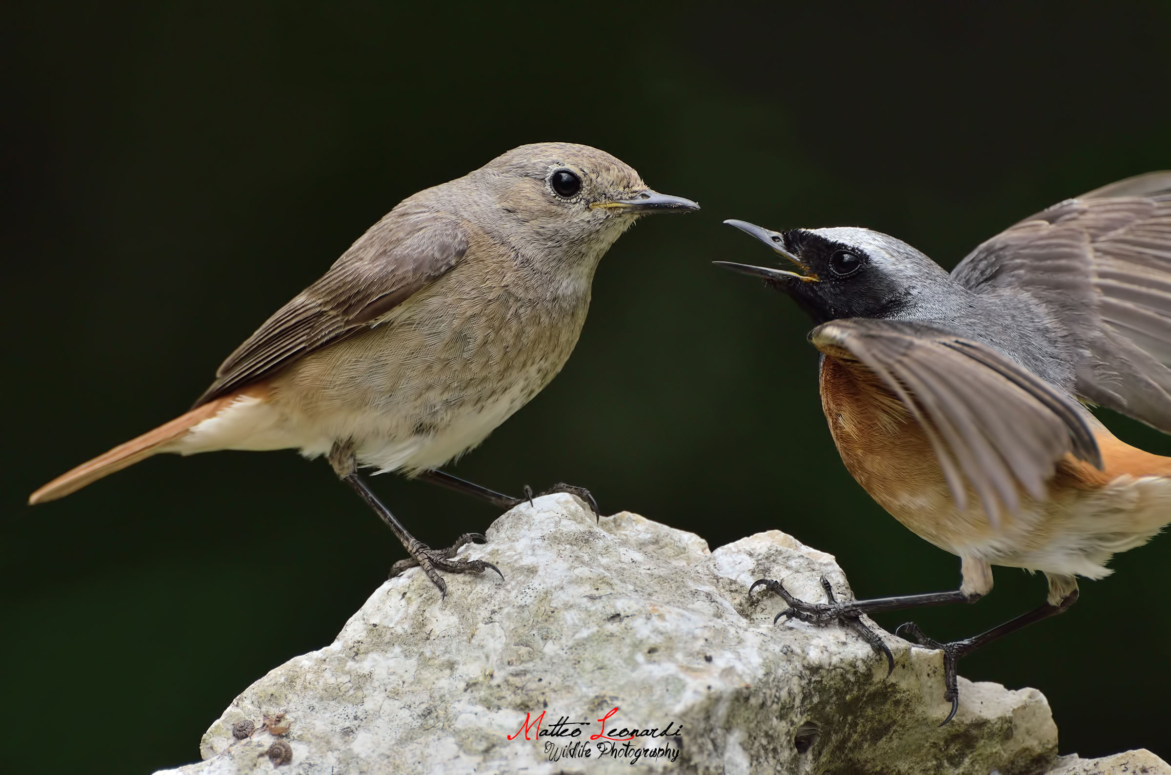 Disagreements in the family - Redstart Municipality