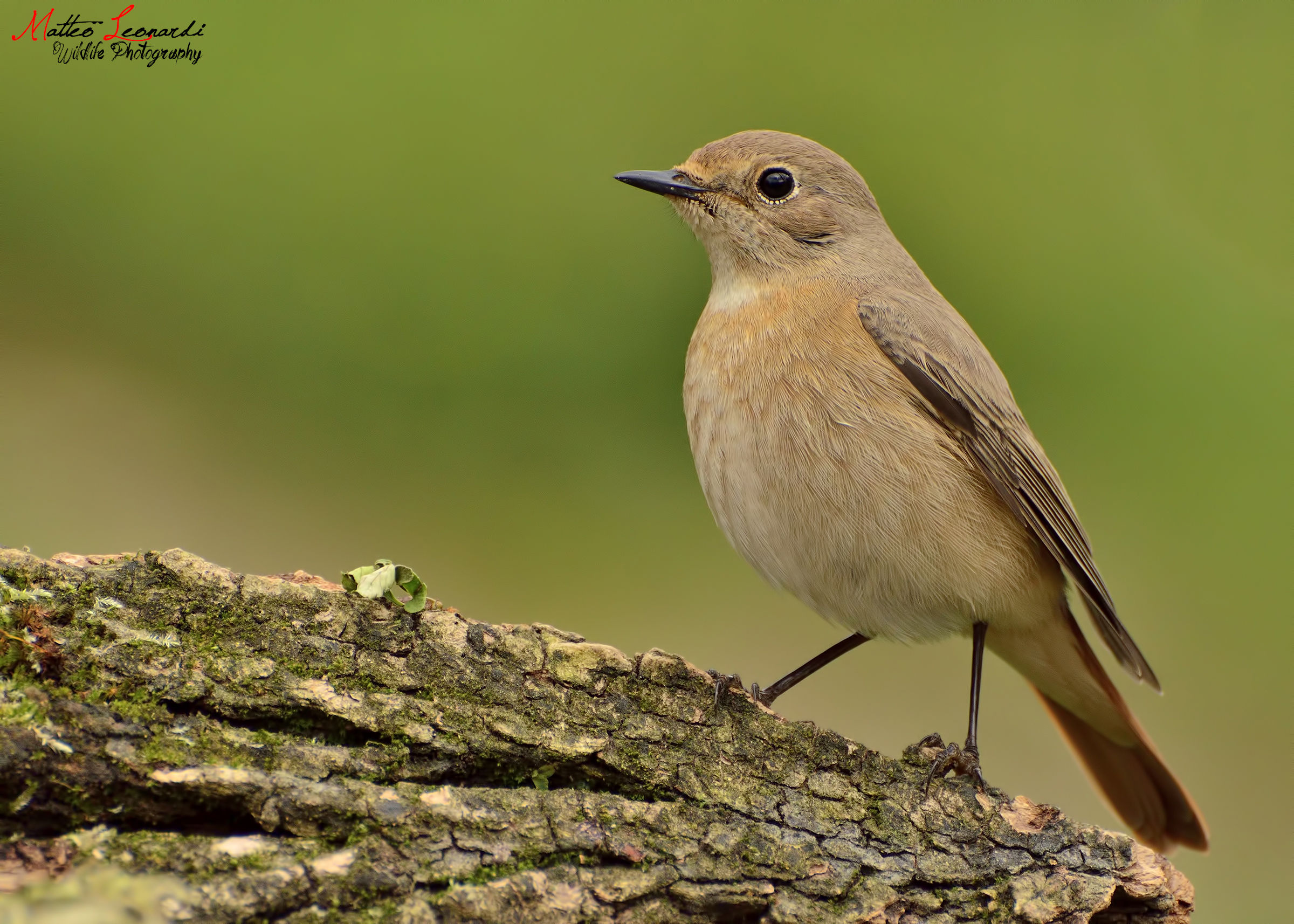 Female redstart