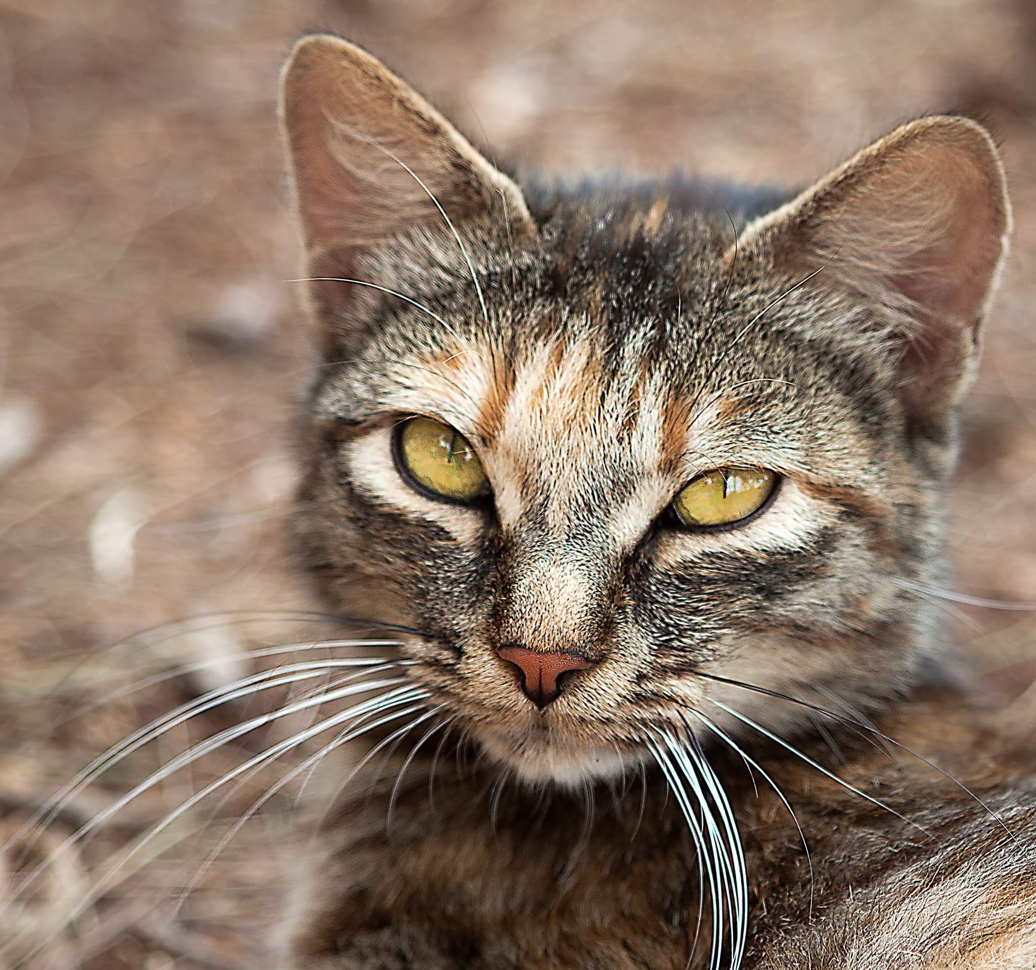Gattino dagli occhi belli