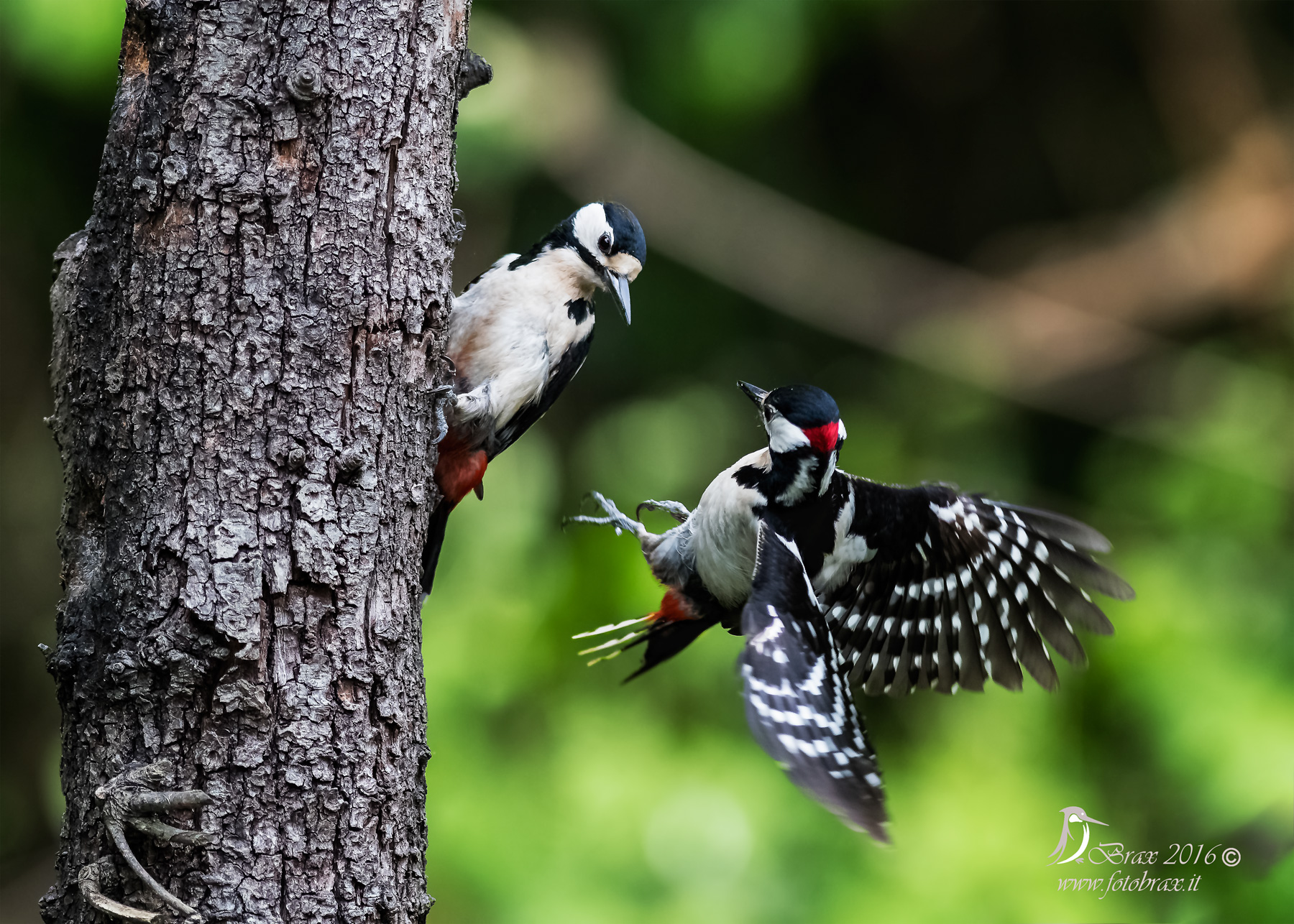 Spotted woodpecker