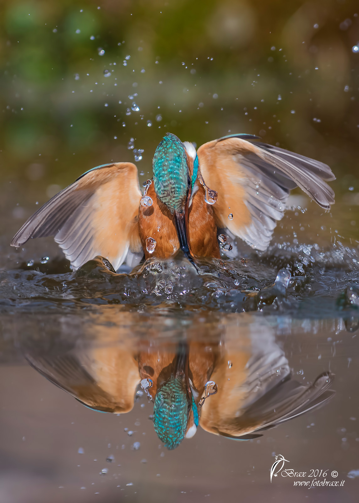 Alcedo atthis