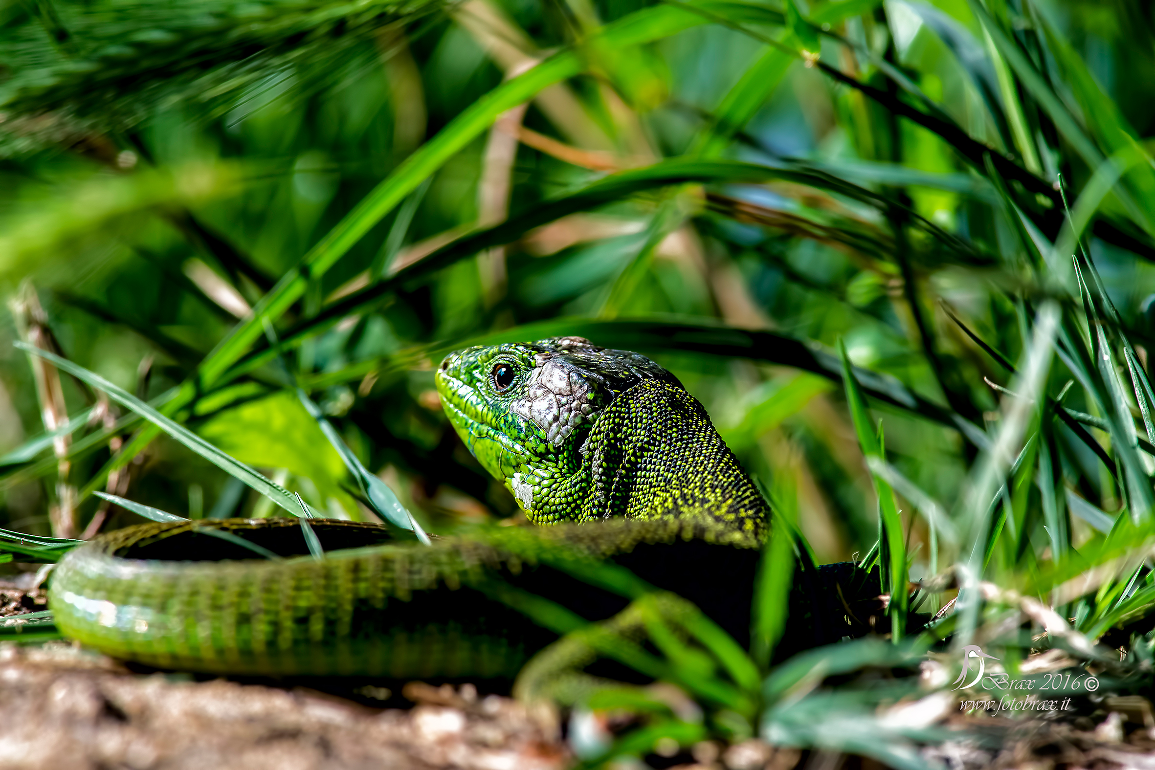 green lizard