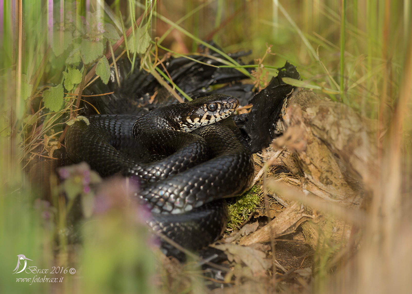 Green whip snake carbonarius