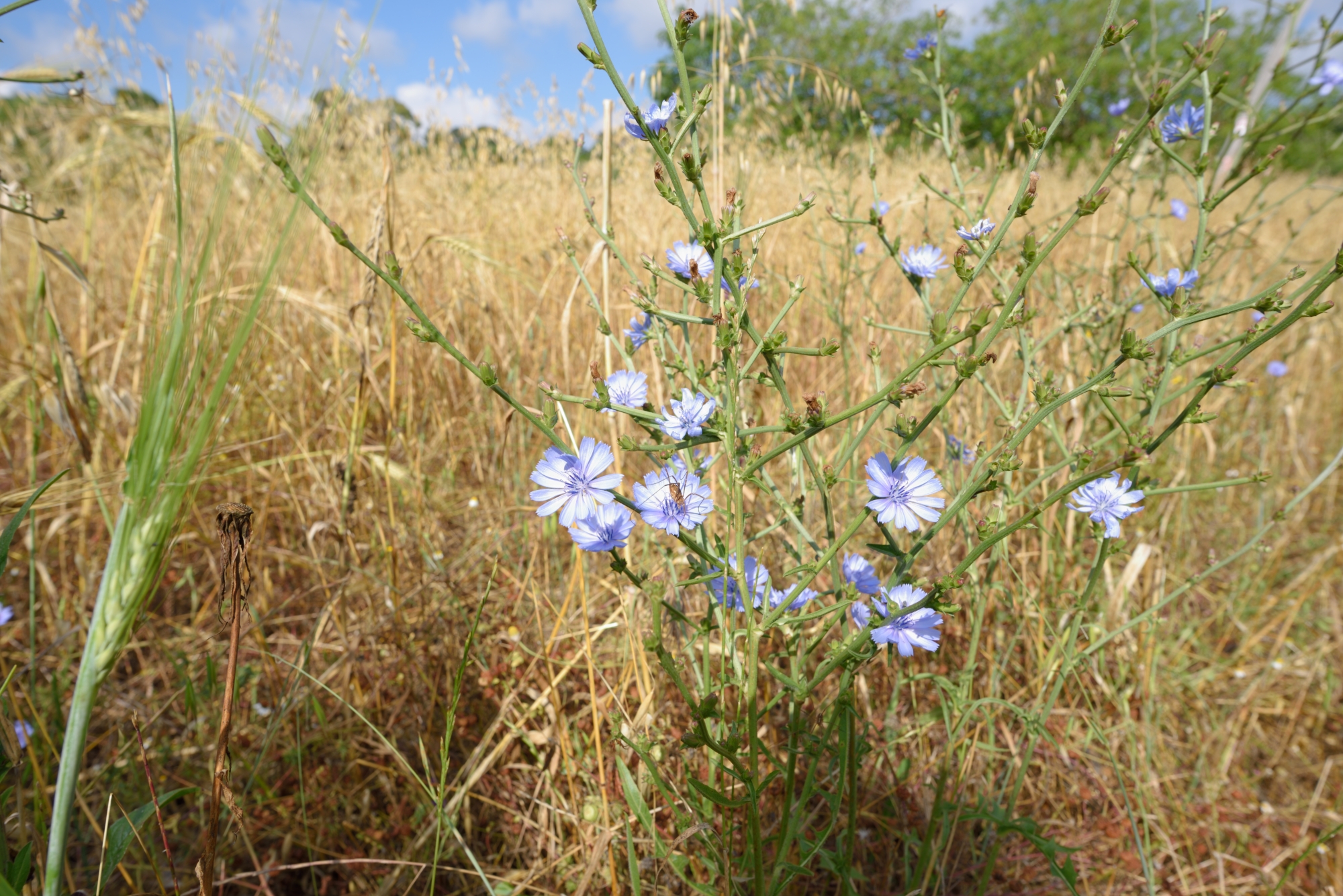 beautiful, blond, with blue eyes