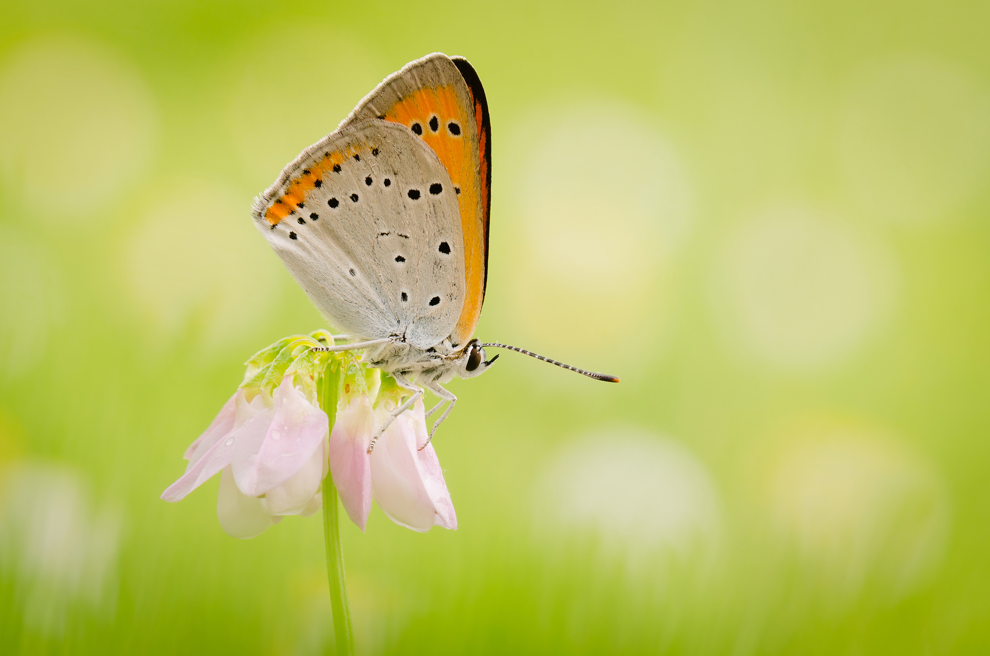 Lycaena dispar