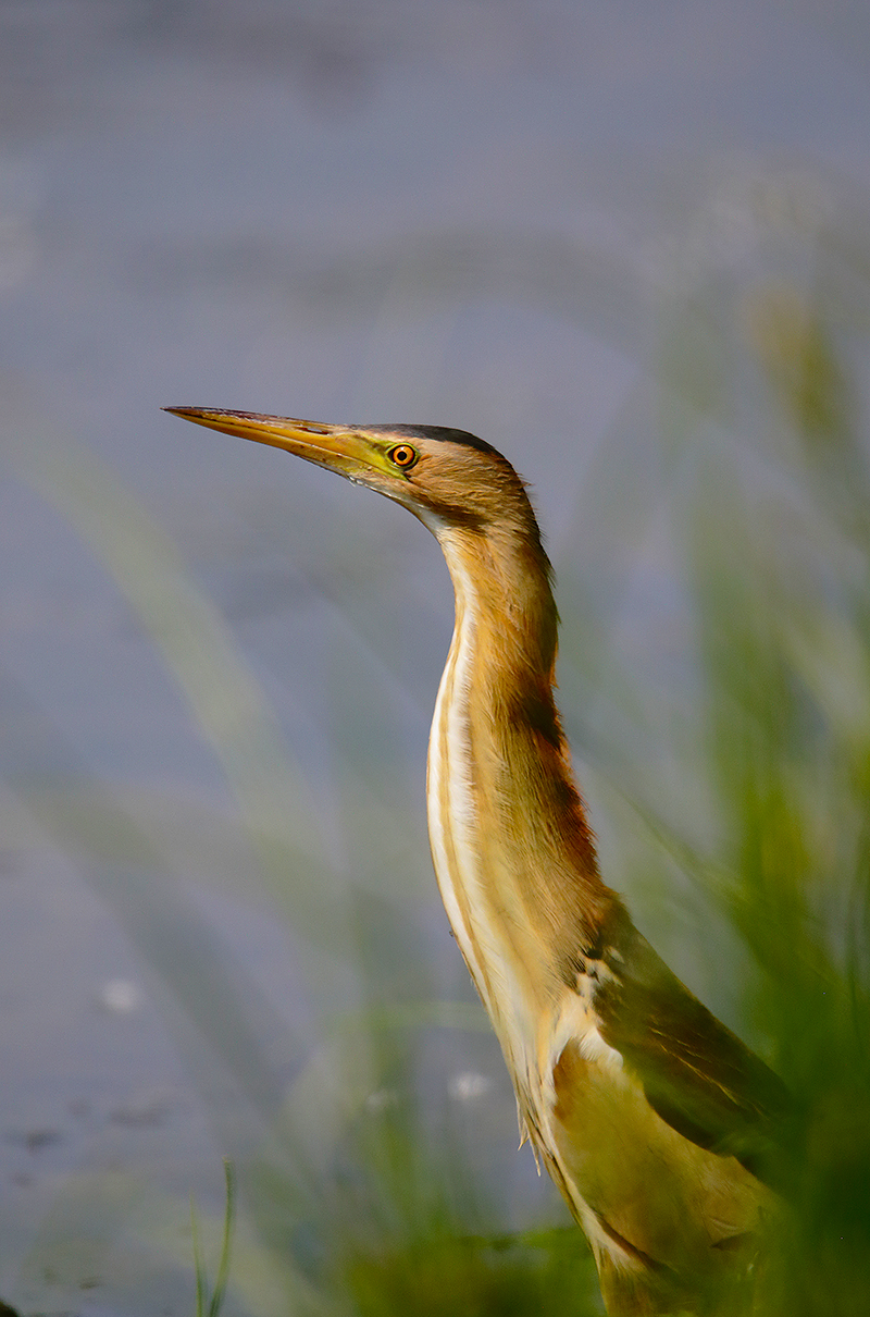 bittern