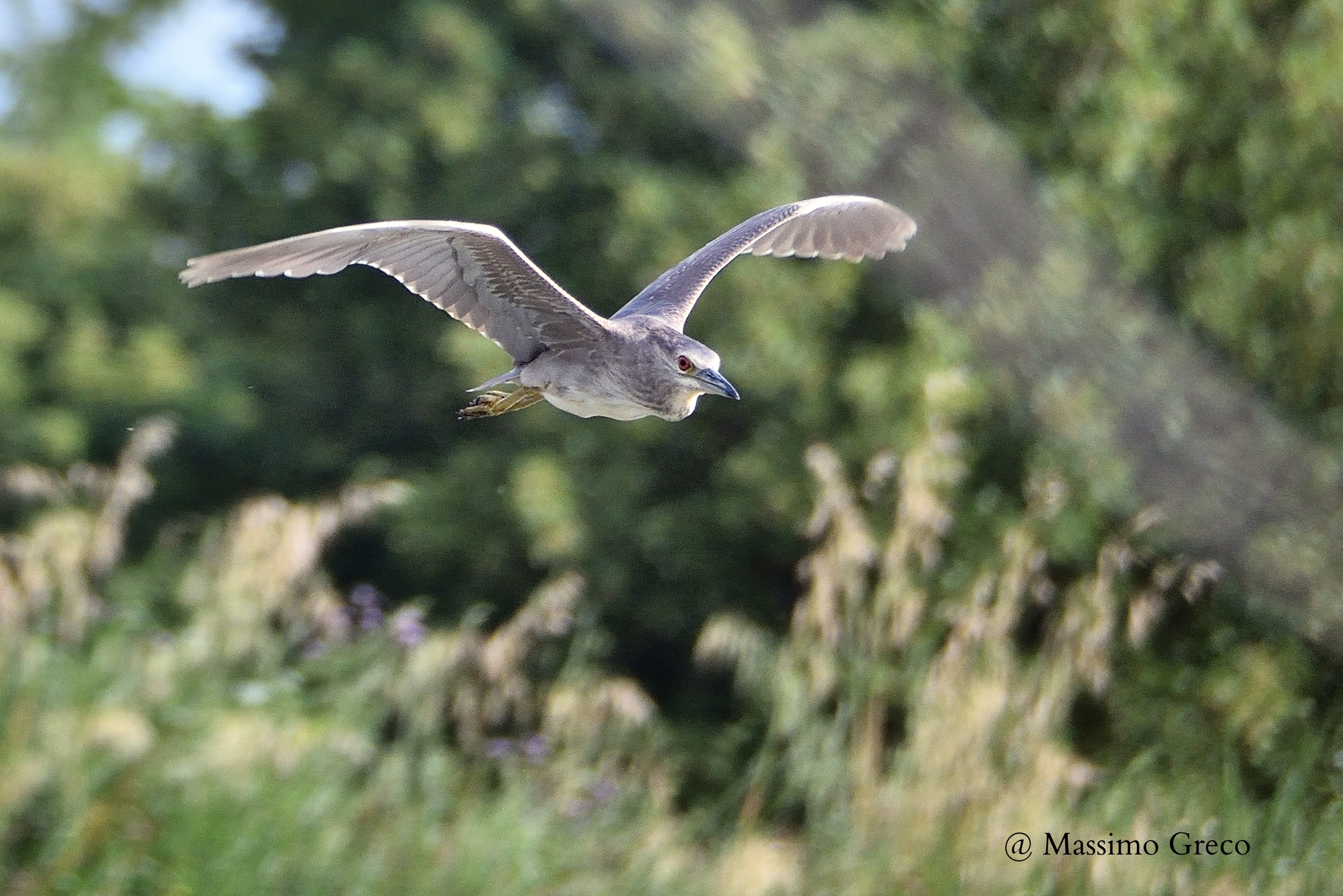 young Black Crowned Night Heron