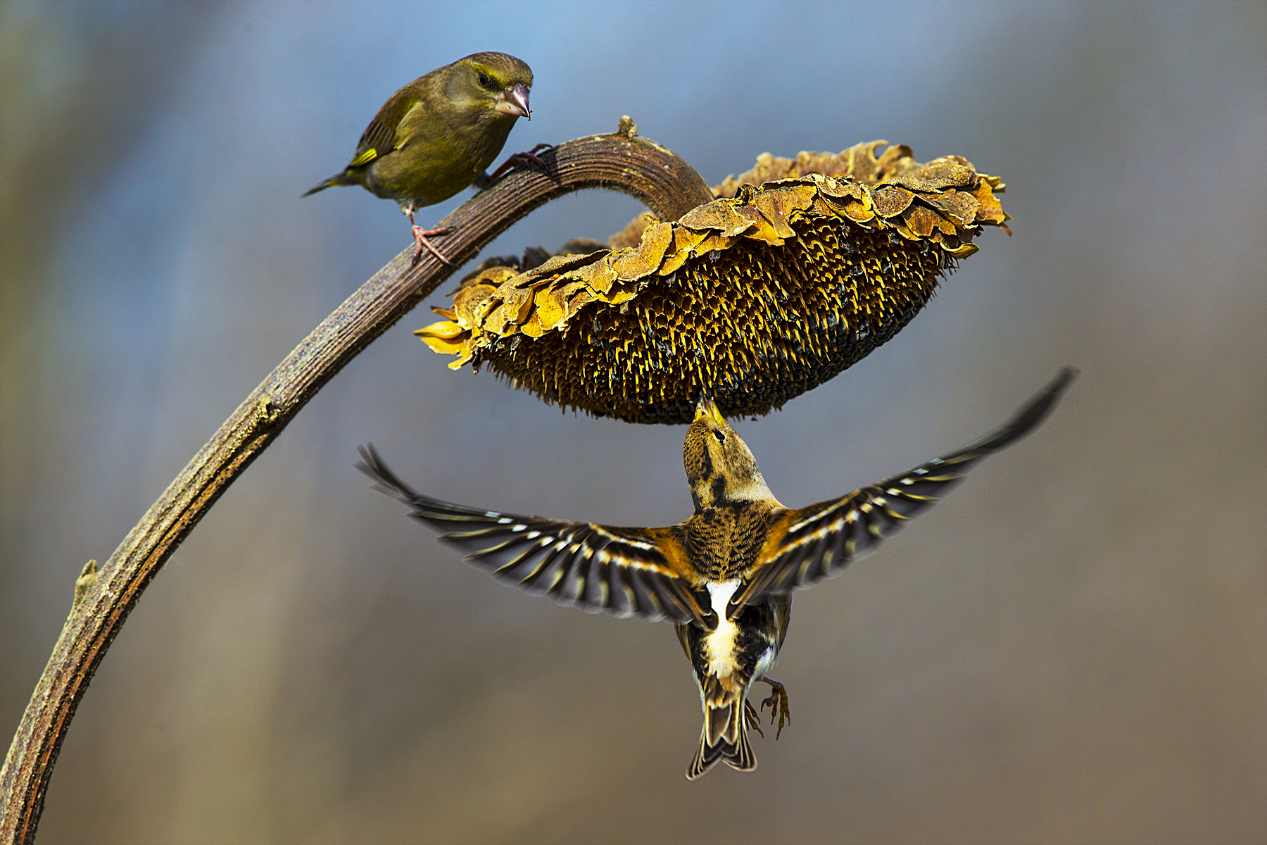 .....look and learn...